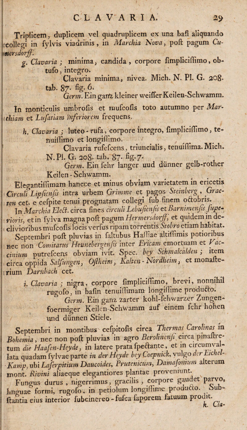 Triplicem, duplicem vel quadruplicem ex una bafi aliquando | collegi in fylvis viadrinis, in Marchia Nova, poli pagum Cu- nersdorff. g. Clavaria ; minima , candida , corpore fimpliciffimo, ob« tufo, integro. Clavaria minima 9 nivea. Mich. N. PI. G. 208- tab. 87* % 6. . # J < Germ. Ein garfz, kleiner weifferKeilen-Schwamm. In monticulis umbrofis et mufcofis toto autumno per Mar- chiam et Lufatiam inferiorem frequens. k. Clavaria ; luteo-rufa, corpore integro, fimpliciffimo, te- nuiffimo et lortgiflimo. Clavaria rufefcens, triuncialis, tenuiffima. Mich, •N.Pl. G. 208* tab, 87- %• 7* Germ, Ein fehr langer uud diinner gelb-rother Keilen - Schwainm. Elepantiffimam hancce et minus obviam varietatem in ericetis ; Circuli Lipfbenfis intra urbem Grhmne et^ pagos Stemberg , Grae- i tm Cet, e cefpite tenui prognatam collegi fub finem o&obris. * In Marchia EM. circa fines circuli Lebufienfis et Barnimenfis fupe* \ vtoris, et in fylva magna poft pagum Hermersdorjf, et quidem in de¬ clivioribus mufcofis locis verfus ripam torrentis Stobro etiam habitat. Septembri poli pluvias in faltubus Haffiae altiffimis potioribus nec non Comitatus Heunebergenfis inter Ericam emortuam et Vac¬ cinium putrefcens obviam ivit. Spec. bey Schmalcalden ; item circa oppida Salfungen 3 Oftheim, Kalten - Nordlieim, et monade- i rium Darnhach cet. i Clavaria ; nigra, corpore fimpliciffimo, brepi, nonnihil ru^ofo , in bafin tenuiffimam longiffime produ&o. Germ. Ein ganz fcarter kohl-fchwarzer Zungen- foermiger Keilen-Schwamm auf emern iclir hohen. und diinnen Stiele. Septembri in montibus cefpitofis circa Thermas. Carolinas in : Bohemia, nec non pod pluvias in agro Berolinenji circa pinam e- i tum die Maafen-Heyde, in latere prata f pe c tante, et m circumva.- i lata quadam fylvae parte in derHeyde bey Coepnick, vulgo dcr Cic u - i Kamp. ubi Laferpitium Daucoides, Pnitenicum, Damafonmm alterum i jpont. Rivini aliaeque elegantiores plantae proveniunt. ^ Fungus durus , nigerrimus, gracilis , corpore gaudet parvo, | linguae'formi, rugofo, in petiolum longiffime producto. 5>ub- j dantia eius interior fubcinereo - fufca faporem fatuum proait. k. Lia-