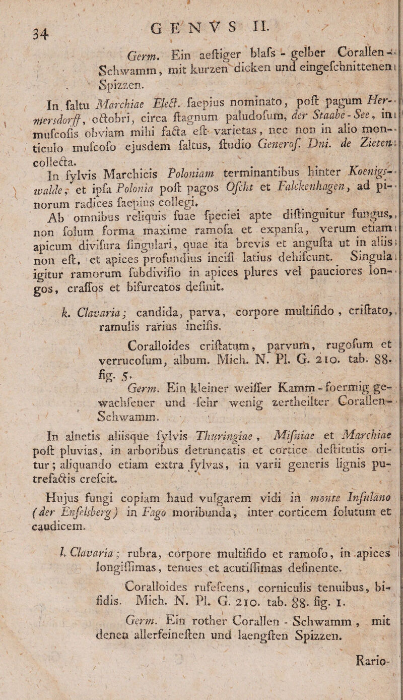 34 Gcrm. Ein aeftiger blafs - gelber CoraUen- Schwamm, mit kurzen dicken und eingefchnitteneni Spizzen. In faltu Marchiae Elett. faepius nominato, poft pagum Her- mersdorjf, oftobri, circa ftagnum paludofum, der Staabc - See, im mufcofis obviam mihi fafta eft- varietas, nec non in alio mon- ticulo mufcofo ejusdem faltus, ftudio Generof. Dnl de Zietem colle&a. . In fvlvis Marchicis Poloniam terminantibus lunter Koentgs- tvalile, et ipfa Polonia poft pagos Ofcht et Falckenhagen, ad pi¬ norum radices faepius collegi* Ah omnibus reliquis fuae fpeciei apte diftmgmtur fungus,, non folum forma maxime ramofa et expanfa, verum etiam: apicum divifura lingulari, quae ita brevis et angufta ut in aliis non eft, et apices profundius incili latius dehifeunt. Smgula igitur ramorum fubdiviiio in apices plure s vel pauciores lon¬ gos, craffos et bifurcatos definit, k. Clavaria; candida, parva, corpore multifido , criftato, ramulis rarius incilis. Coralloides cnftatum, parvurii, rugofum et verrucofum, album. Midi. N. Pl. G. 210. tab. 88* fig. 5. Ger-rn. Eln kleiner weiffer Kamm - foerrnig ge- waciifener und fehr wenig zeriheilter Gorallen- Schwamm. • ^ In alnetis aliisque fylvis Thuringiue , Mifniae et Marchiae poft pluvias, m arboribus detruncatis e£ cortice deftitutis ori¬ tur ; aliquando etiam extra fylvas, in varii generis lignis pu¬ trefacis crefcit. Hujus fungi copiam haud vulgarem vidi in mente Injkldno (der Enfdsberg) in Fago moribunda, inter corticem folutum et caudicem. h Clavaria ; rubra, corpore multifido et ramofo, in apices longiflimas, tenues et acutiffimas delinente. Coralloides rufefcens, corniculis tenuibus, bi¬ fidis. Midi. N. PL G. 210. tab. gg. fig. 1. Gerrn. Ein rother Corallen - Schwamm , mit denen allerfeineften und laengften Spizzen. Rario-