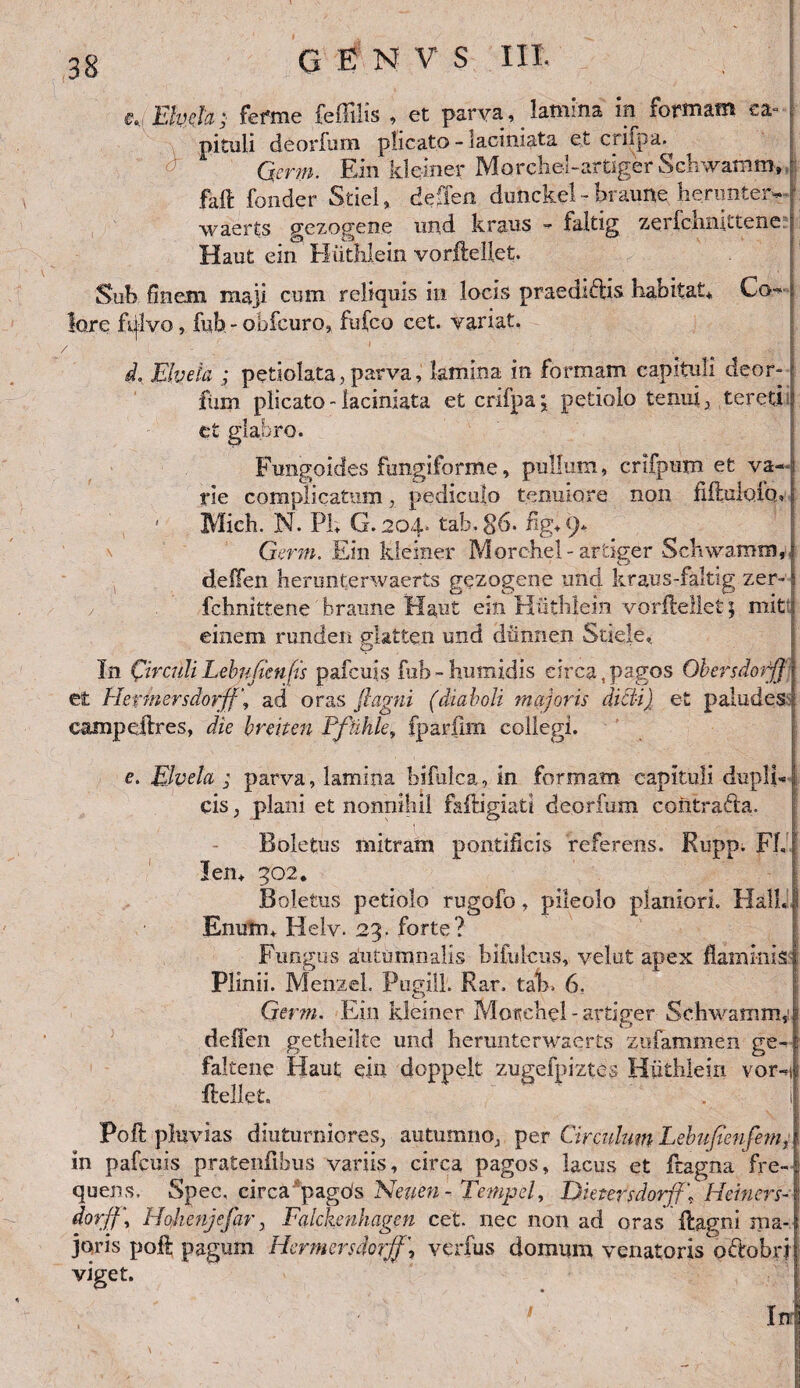 * Ehch; fefme feflilis , et parva, lamina in formam ca- deorfum plicato - laciniata et crilpa. Qerm. Ein kleiner Morchel-artiger Schwamm, faft fonder StieI, deffen dunckel - braune herimter- waerts gezogene und kraus - faltig zerfchniitene Haut ein Hiithlein vorftellet. Sub finem ma]i cum reliquis in locis praeeuntis habitat* Col¬ lare fi^lvo, fub - obfcuro, fufco cet. variat. d. Elyela ; petiolata,parva, lamina in formam capituli deor- | fiim plicato - laciniata et crifpa; petiolo tenui} tereti et glabro. Fungoides fungiforme, pullum, crifpum et va--| rie complicatum, pediculo tenuiore non fiftulofq, ' Mich. N. FI; G. 204. tab.§6. fig*9* Qerm. Ein kleiner Morchel- artiger Schwamm,. deffen herunterwaerts gezogene und kraus-faltig zer- fchnittene braune Haut ein Hiithlein vorllellet; mit einem runden glatten und diinnen Stiele, In CirculiLebufienfis pafcuis fub-humidis circa,pagos Qbersdorj] et Hermersdorff\ ad oras fi agni (diaboli majoris dict-i) et paludes campeilres, die breiten Fftihle, fparfim collegi. e. Elvela ; parva, lamina bifulca, in formam capituli dupli-* cis; plani et nonnihil faftigiati deorfum contracta. Boletus mitram pontificis referens. Rupp. FL len* 502. Boletus petiolo rugofo, pileolo planiori. HallJ Enum* Helv. 23. forte? Fungus autumnalis bifulciis, velut apex flaminis I Plinii. Menzel. Pugili. Rar. tah» 6. Qerm. Ein kleiner Morchel-artiger Schwamm,! deffen getheilte und herunterwaerts zisfammen ge~ faltene Haut ein doppelt zugefpiztes Hiithlein vor-^i flellet, ' ■ i Poli pluvias diuturniores, autumno,, per Circulum Lebufienfem, in pafcuis pratenfibus variis, circa pagos, lacus et ftagna fre¬ quens. Spec, circa pagos Neiien - Tempel, Dictersdorjfi Hciners- dorff\ Hohenjefar, Falckenhagen cet. nec non ad oras ffagni ma¬ joris poff pagum Hcrmcrsdorjf\ verfus domum venatoris odtobri viget.