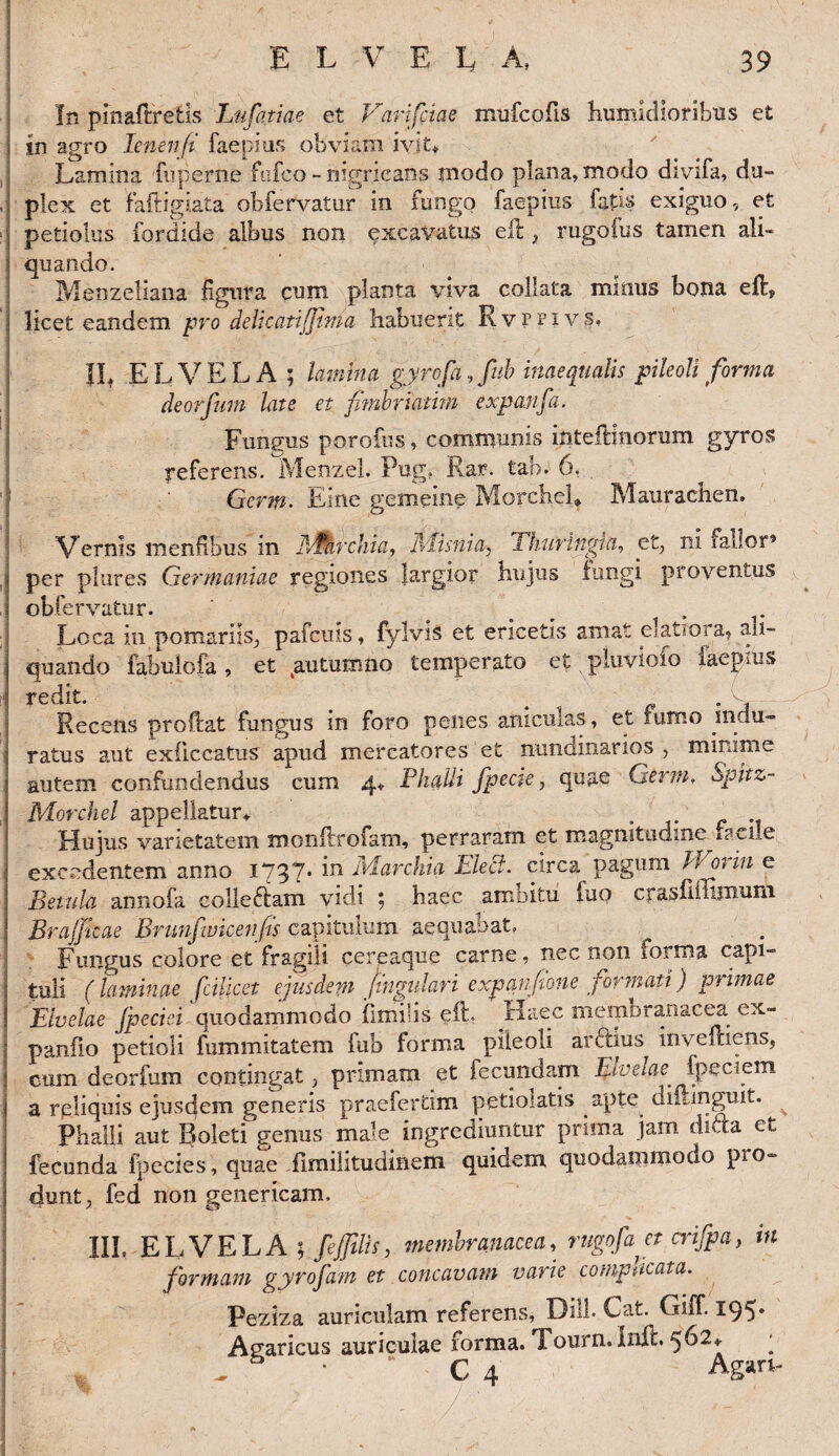 In pinaftretis Lufatiae et Varifciae mufcofis humidioribus et in agro lenenfi faepius obviam ivit* Lamina fuperne fcfco - nigricans modo plana, modo divifa, du¬ plex et faftigiata obfervatur in fungo faepius fatis exiguo, et petiolus fordide albus non excavatus eft , rugofus tamen ali¬ quando. Menzeliana figura cum planta viva collata minus bona eft, licet eandem pro delicatiJJhna Imbuerit Rvrnvs. IL ELVELA ; lamina gyrofa,fnb inaequalis pileoli forma deorfum late et fimbriatim expanfa. Fungus porofus, communis inteffcinorum gyros referens. Menzel. Pug. Rar. tab. 6, Gcrm. Line gemeine Morchel* Mauraclien. Vernis menfibus in j\£hrcJua, Misnia? 'Thuringia, et, ni fallor» per plures Germaniae regiones largior hujus fungi proventus obfervatur. ... . Loca in pomariis, pafcius, fylviS et ericetis amat elatiora, ali¬ quando fabuiofa, et autumno temperato et pluviofo faepius redit. Recens proftat fungus in foro penes aniculas, et fumo indu¬ ratus aut exficcatus apud mercatores et nundinarios , minime autem confundendus cum 4* Phalli /pecte, quae Germ, Spitz- Morchel appellatur* . Hujus varietatem monftrofam, perraram et magnitudine rasile excedentem anno 1737- in Marchia Elect. circa pagum IVoriti e Betula annofa colledam vidi ; haec amoitu iup crasfimmuni Brafficae Brunfwicenfis capitulum aequabat. ^ . Fungus colore et fragili cereaque carne, nec non iorrna capi¬ tuli (laminae fcilicet ejusdem fingulari expanfione formati) primae Eivelae Jpeciei quodammodo fimilis eft, Haec memoranacea ex- panfio petioli fummitatem fub forma pileoli ardius invefhens, cum deorfum contingat, primam et fecundam Elv e la e fp e c i e m a reliquis ejusdem generis praefertim petioiatis apte diihnguit. ^ Phalli aut Boleti genus male ingrediuntur prima jam dicta et fecunda fpecies, quae fimilitudinem quidem quodammodo pro¬ dunt, fed non genericam, III. ELVELA; /filis, membranacea, rugofancrifpa, in formam gyrofam et concavam varie complicata. Peziza auriculam referens, Dill. Cat. Giff. 195* Agaricus auriculae forma. Tourn. Inii. 562* * ^ 5 • C 4 Agan-