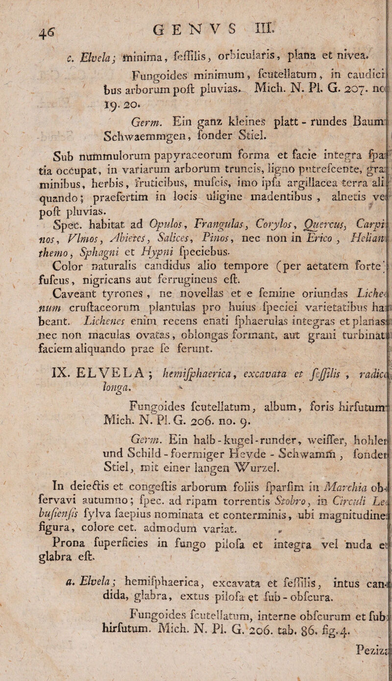 c. Elvela- 'minima, fdlilis, orbicularis, plana et nivea. Fungoides minimum > fcutellatum, in caudici: bus arborum poft pluvias^ Mich. N. Pl. G. 207. nc 19. 20. Germ. Ein ganz kleines platt - rundes Baum Sclnvaemmgen, fonder Stiel. Sub nummulorum papyraceorum forma et facie integra fpa tia occupat, in variarum arborUm truncis, ligno putrefcente, gra minibus, herbis, fruticibus, mufcis, imo ipfa argillacea terra ali; quando; praefertim in locis uligine madentibus , alnetis ve poO: pluvias. Spec. habitat ad Opulos, Frangulas, Corylos, Quercus, Carpi nos, Vim os, Abietes, Salices, Pinos, nec non in Er ico , Helian themo, Sphagni et Hypni fpeciebus- Color naturalis candidus alio tempore (per aetatem Forte' fufeus, nigricans aut ferrugineus cft. Caveant tyrones , ne novellas et e femine oriundas Liche¬ num cruftaceorum plantulas pro huius fpeciei varietatibus ha: ai beant. Lichenes eniin recens enati fphaerulas integras et planas :: nec non maculas ovatas, oblongas formant, aut grani turbinat : faciem aliquando prae fe ferunt. IX. ELVELA ; hemifphaerica, excavata et fejjilis , radicL longa. * ’ ^ Fungoides fcutellatum, album, foris hirfutuixr Mich. N. Pl. G. 206. no. 9. Germ. Ein halb-kugel-runder, weiffer, hohlei und Schild - foermiger Heyde - Schwamifi, fondei i Stiel, mit einer langen Wursel. I11 deieftis et congeftis arborum foliis fparfim in Marcida obf fervavi autumno; fpec. ad ripam torrentis Stobro, in. Circuli Lex bufienfis fylva faepius nominata et conterminis, ubi magnitudine: figura, colore cet. admodum variat. , Prona fuperheies in fungo piiofa et integra vel nuda et glabra eft, _. 1 ' L a, Elvela; hemifphaerica, excavata et feflilis, intus can¬ dida, glabra, extus piiofa et fub-obfcura. fungoides fcutellatum, interne obfcurum etfub hirfutum. Mich. N. Pl. G. 206. tab. 86. flg.4. Pezizt