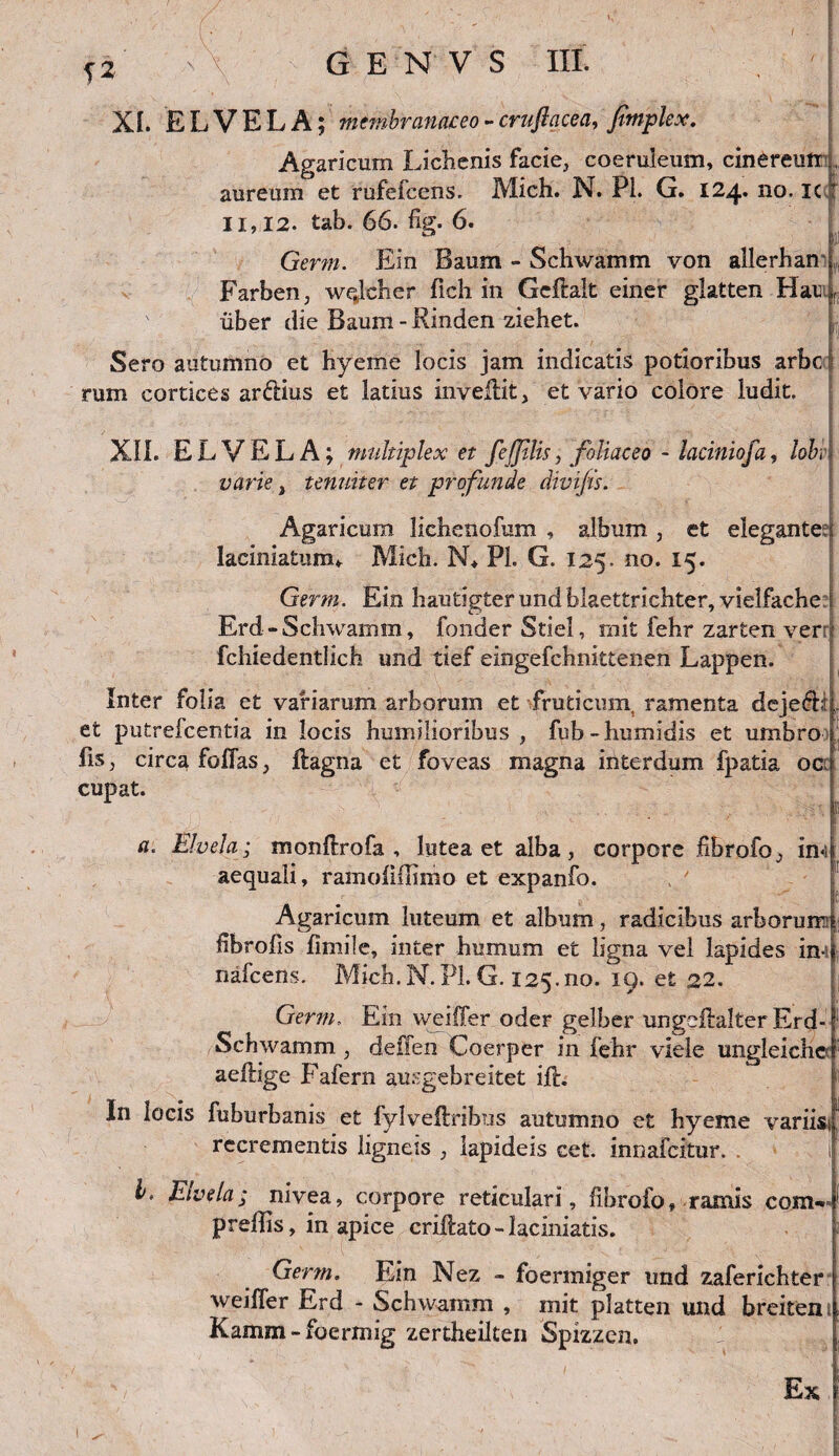 12 XI. ELVELA; membranaceo - crufiacea, fimplex. Agaricum Lichenis facie, coeruleum, cinereum aureum et rufefcens. Mich. N. Pl. G. 124. no. ic T II, 12. tab. 66. fig. 6. Germ. Ein Baum - Schwamm von allerhan ; Farben, wejther fich in GeEalt einer glatten Hau f ' iiber die Baum - Rinden ziehet. Sero autumno et hyeme locis jam indicatis potioribus arbc rum cortices ardius et latius inveEit, et vario colore ludit. XII. ELVELA; multiplex et fejjilis, foliaceo - laciniofa, lobe varie, tenuiter et profunde divifis. Agaricum lichenofum , album , et elegantem laciniatum* Mich. N* Pl. G. 125. no. 15. Germ. Ein hautigter und blaettrichter, vielfache Erd-Schwamm, fonder Stiel, mit fehr zarten ver fchiedentlich und tief eingefchmttenen Lappen. Inter folia et variarum arborum et fruticum, ramenta dejed.: et putrefcentia in locis humilioribus, fub-humidis et umbro fis, circa foEas, Eagna et foveas magna interdum fpatia oc; cupat. a. Elvela; monErofa , lutea et alba, corpore fibrofo, in-i aequali, ramofidimo et expanfo. Agaricum luteum et album, radicibus arborum fibrofis fimile, inter humum et ligna vel lapides ini nafcens. Mich.N.Pl.G. 125.no. 19. et 22. Germ, Ein vveiEer oder gelber ungeEalter Erd- Schwamm , deffen Coerper in fehr viele ungleiche aeEige Fafern ausgebreitet iE. In locis fuburbanis et fylveEribus autumno et hyeme variisi recrementis ligneis , lapideis cet. innafcftur. b> Elvela; nivea, corpore reticulari, fibrofo, ramis com- preflis, in apice criEato-laciniatis. Germ. Ein Nez - foermiger und zaferichter weiEer Erd - Schwamm , mit platten und breiten Kamm-foermig zertheilten Spizzen. Ex