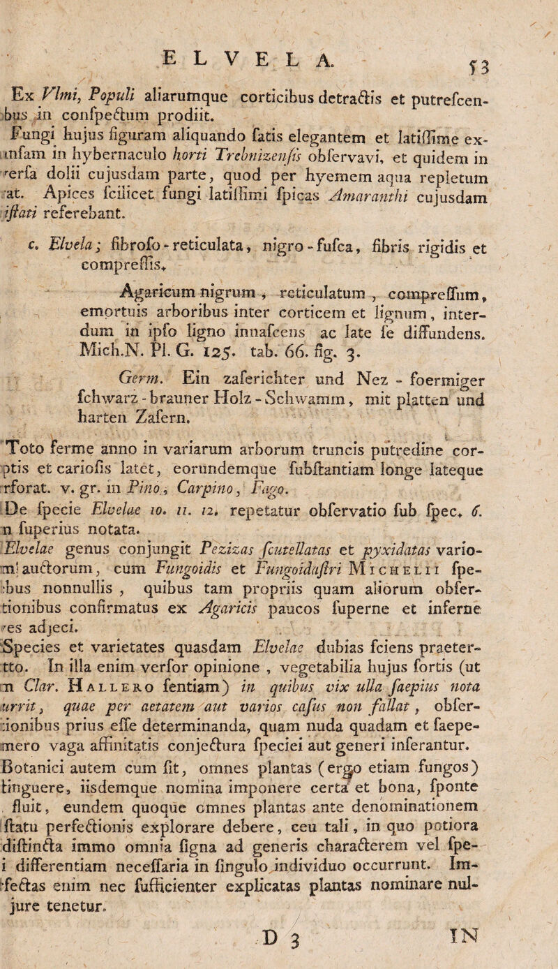 f 3 Ex Fimi, Populi aliarumque corticibus detraffiis et pntrefcen- bus in confpeffium prodiit. Fungi hujus figuram aliquando fatis elegantem et latiflime ex- mfam in hybernaculo horti Trebnizenfis obfervavi, et quidem in rerfa dolii cujusdam parte, quod per hyemem aqua repletum at. Apices fciiicet fungi latiffimi fpicas Amaranthi cujusdam iftati referebant. c. Elvela; fihrofo»reticulata, nigro - fufea, fibris rigidis et compreflis* Agaricum nigrum , reticulatum , comprelTum, emortuis arboribus inter corticem et lignum, inter¬ dum in ipfo ligno innafeens ac late fe diffundens. Mich.N. Pl. G. 125. tab. 66. fig. 3. Germ. Ein zaferichter und Nez - foermiger fchwarz - brauner Holz - Schivamm, mit plattcn und harten Zafern. Toto ferme anno in variarum arborum truncis putredine cor- ptis et cariofis latet, eorundemque fubftantiam longe lateque rforat. v. gr. in Pino, Carpino, Fago. De fpecie Elvelae 10* u. 12* repetatur obfervatio fub lpec> <f. 11 fuperius notata. Elvelae genus conjungit Pezizas fcutellatas et pyxidatas vario- m)auctorum, cum Fungoidis et Fungoidaflri Michelii fpe- :bus nonnullis , quibus tam propriis quam aliorum obfer- tionibus confirmatus ex Agaricis paucos fuperne et inferne res adjeci. Species et varietates quasdam Elvelae dubias fciens praeter- tto. In illa enim verfor opinione , vegetabilia hujus fortis (ut 11 Clar. Hallero fentiam) in quibus vix ulla faepius nota iurrit} quae per aetatem aut varios cafus non fallat, obfer- :ionibus prius eife determinanda, quam nuda quadam et faepe- tnero vaga affinitatis conjeffiura fpeciei aut generi inferantur. Botanici autem cum fit, omnes plantas (ergo etiam fungos) tinguere, iisdemque nomina imponere certa;’ et bona, fponte fluit, eundem quoque omnes plantas ante denominationem flatu perfeffiionis explorare debere, ceu tali, in quo potiora diftinffia immo omnia figna ad generis charaffierem vel fpe- i differentiam neceffaria in fingulo individuo occurrunt. Im- ffeffias enim nec fufticienter explicatas plantas nominare nul- jure tenetur,