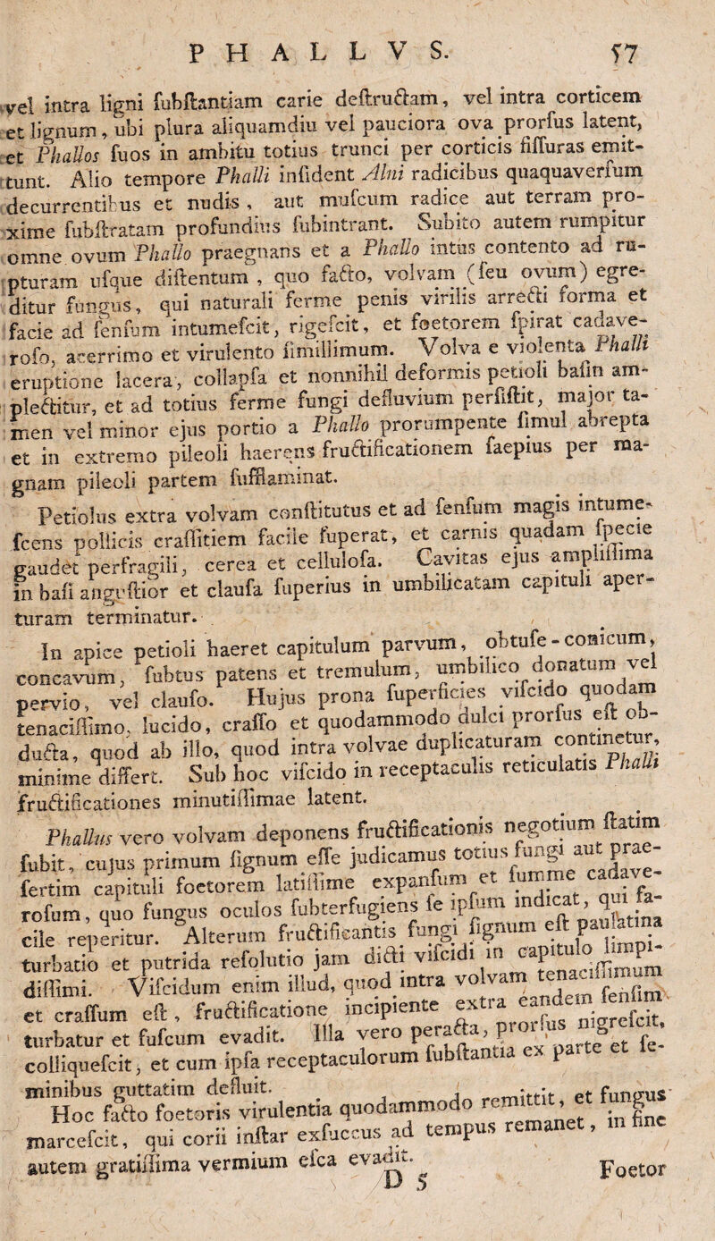 yel intra ligni fubftantiam carie deftru&am, vel intra corticem et lignum , ubi plura aliquamdiu vel pauciora ova prorfus latent, et Phallos fuos in ambitu totius trunci per corticis Muras emit¬ tunt. Alio tempore Phalli mlident Silui radicibus quaquaverium decurrentibus et nudis , aut mufcum radice aut terram pro- yime fubfl: ratam profundius fubintrant. Subito autem rumpitur omne ovum Phallo praegnans et a Phallo intus contento ad ru¬ pturam ufque diftentum , quo fafto, volvam (feu ovum) egre¬ ditur fungus, qui naturali ferme penis virilis arrefti forma et facie ad flnfum intumefcit, rigefcit, et foetorem fpirat caoave- rofo, acerrimo et virulento fimillimum. Volva e vmlenta Phalli eruptione lacera, colkpfa et nonnihil deformis petioli bafin am- plebitur, et ad totius ferme fungi defluvium periifht, major ta¬ men vel minor ejus portio a Phallo prorumpente finral abrepta et in extremo pileoli haerens fructificationem faepius per ma¬ gnam pileoli partem fuffiaminat. Petiolus extra volvam conftitutus et ad fenfum magis mtume- fcens pollicis craffitiem facile fuperat, et carnis quadam fpecie gaudet perfragili, cerea et ceUulofa. Cavitas ejus amphffima m bali angpftior et claufa fuperius in umbilicatam capituli ape • turam terminatur. _ In apice petioli haeret capitulum parvum, obtufe-conicum, concavum, fubtus patens et tremulum, umbilico donatum vel pervio, vel claufo. Hujus prona fuperficies vifcido quodam tenaciffimo, lucido, craffo et quodammodo dulci prorfa> eft_ob- dufta, quod ab illo, quod intra volvae duplicaturam minime differt. Sub hoc vifcido m receptaculis reticulatis Phahi frudificationes miiiutiiTimae latent. Phallus vero volvam deponens fructificationis negotium ftatim fubit. CUJUS primum fignum effe judicamus totius fun| aut pra - fertim capituli foetorem latiflime expanfum et lumme cada rofum, quo fungus oculos fubterfugiens ie ipfom indicatqm&- cile reperitur. Alterum frufhfkahtis fungi fignum efl: pauUma turbatio et putrida refplutio jam d.fb v.fc.d> “Cacffimum diffimi. Vifcidum enim ilrnd, quod intra vo v f fim et craffum eft , fruftificatione incipiente extra eandem. f nfim turbatur et fufcum evadit. Illa vero perafta. jjoij.is mgrel.at colliquefcit, et cum ipfa receptaculorum fubftanaa ex parte ”StrtSS,l“.l«i. ,u«tamrio marcefcit, qui corii inftar exfuccus ad tempus remanet, autem gratiliima vermium dea evamt. Foetor