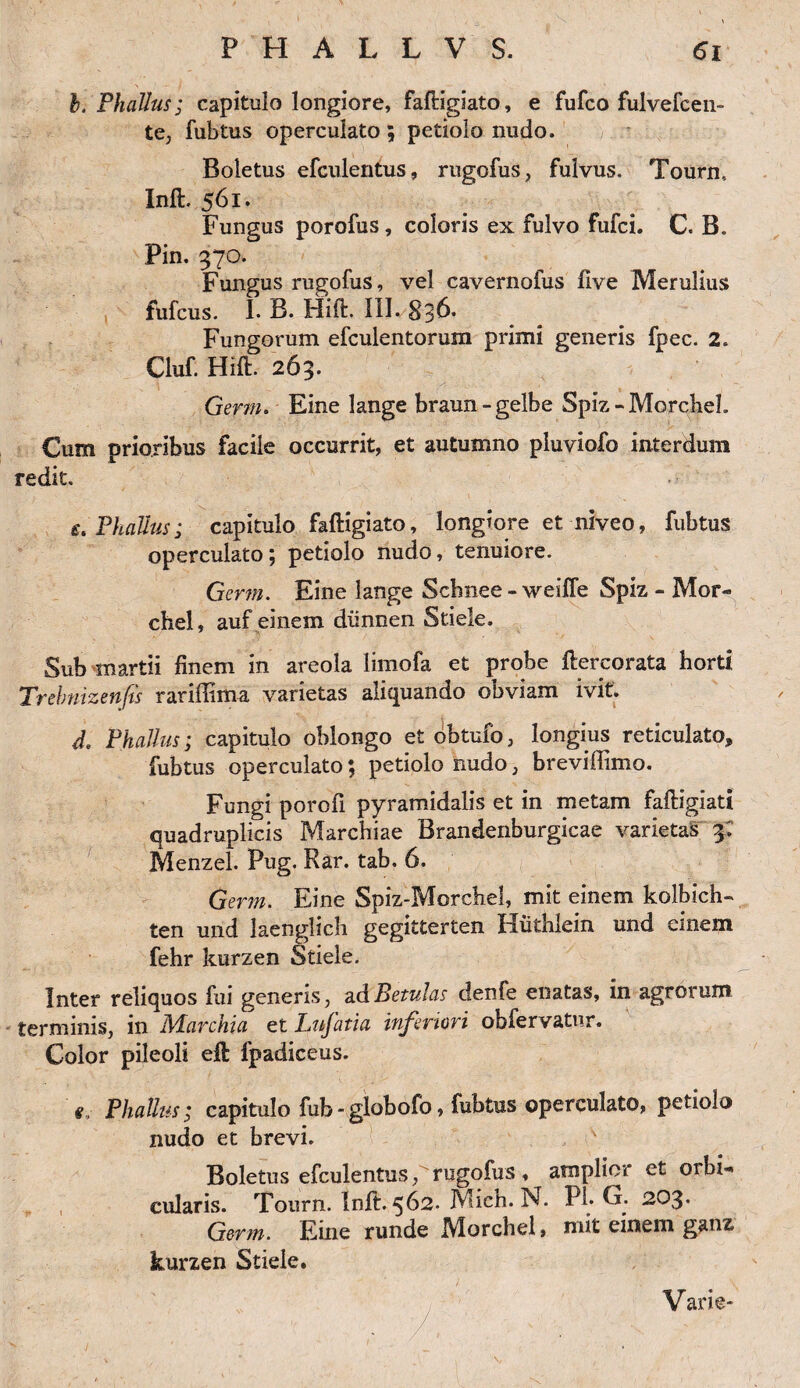 b. Phallus; capitulo longiore, faftigiato, e fufco fulvefcen- te, fubtus operculato; petiolo nudo. Boletus efculentus, rugofus, fulvus. Tourn, Inft. 561. Fungus porofus , coloris ex fulvo fufci. C. B. Pin. 570. Fungus rugofus, vel cavernofus live Merulius fufcus. I. B. Hift. III. 836* Fungorum efculentorum primi generis fpec. 2. Cluf. Hift. 263. Genu. Eine lange braun - gelbe Spiz - MorcbeL Cum prioribus facile occurrit, et autumno pluviofo interdum redit. £. Phallus; capitulo faftigiato, longiore et niveo, fubtus operculato; petiolo nudo, tenuiore. Germ. Eine lange Scbnee - weifle Spiz - Mor« chel, auf einem diinnen Stiele. Sub martii finem in areola limofa et probe ftercorata horti Trehnizenfis rariffima varietas aliquando obviam ivit. 4. Phallus; capitulo oblongo et obtufb, longius reticulato, fubtus operculato; petiolo nudo, breviffimo. Fungi porofi pyramidalis et in metam faftigiati quadruplicis Marchiae Brandenburgicae varietas 3. Menzel. Pug. Rar. tab. 6. Germ. Eine Spiz-Morchef, mit einem kolbich- ten und laenglich gegitterten Hutblein und einem fehr kurzen Stiele. Inter reliquos fui generis, ad Betulas denfe enatas, in agrorum terminis, in Marchia et Lnfatia inferiori obiervatur. Color pileoli ejft fpadiceus. Phallus; capitulo fub-globofo, fubtus operculato, petiolo nudo et brevi. ' Boletus efculentus, rugofus, amplior et orbi-* cularis. Tourn. Inft. 562. Mich. N. Pb G. 203. Germ. Eine runde IVIorchel, mit einem ganz kurzen Stiele, Varie-