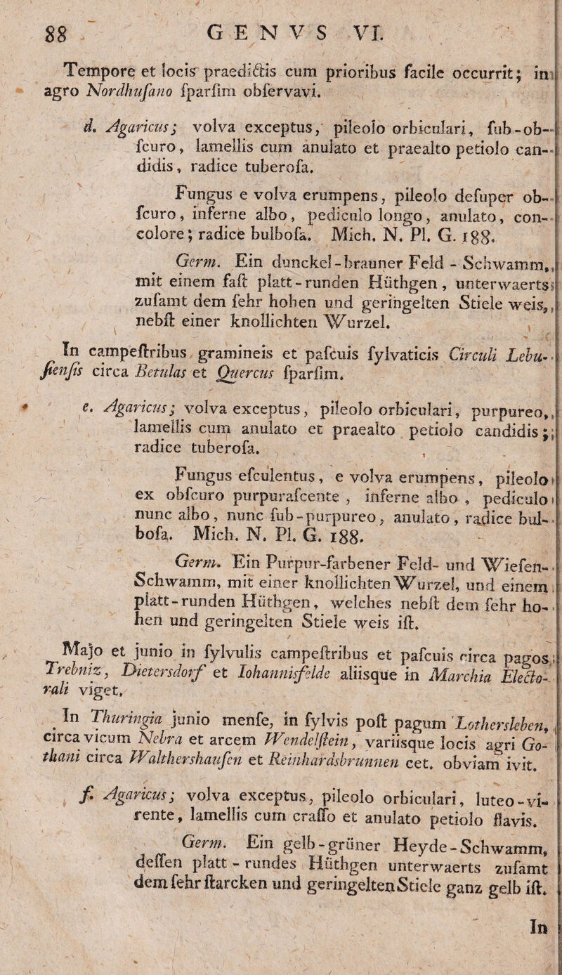 Tempore et locis praedi&is cum prioribus facile occurrit; in agro Nordhufano fparfim obfervavi. d. Agaricus; volva exceptus, pileolo orbiculari, fub-ob- fcuro, lamellis cum anulato et praealto petiolo can¬ didis, radice tuberofa. Fungus e volva erumpens, pileolo defuper ob- fcuro, inferne albo, pediculo longo, anulato, con¬ colore; radice bulbofa. Mich. N, Pl. G. igg, Germ. Ein dunckel - hrauner Feld - Schwamm,, mit einem faft platt-runden Hiithgen, unterwaertsi zufamt dem febr hoben und geringelten Stiele weis,, nebft einer knollichten Wurzel. In campeftribus gramineis et pafcuis fylvaticis Circuli Lebu- fimfis circa Betulas et Quercus fparfim, e. Agaricus; volva exceptus, pileolo orbiculari, purpureo, lamellis cum anulato et praealto petiolo candidis;; radice tuberofa. Fungus efculentus , e volva erumpens, pileolo ex obfcuro purpurafcente , inferne albo , pediculo nunc albo, nunc fub - purpureo, anulato, radice bul¬ bofa. Micb. N. Pl. G. 188. Germ. Ein Purpur-farbener Feld- und Wiefen-- Schwamm, mit einer knollichten Wurzel, und einem platt-runden Hiithgen, welches nebit dem fehr ha¬ beri und geringelten Stiele weis ift. Majo et junio in fylvulis campeftribus et pafcuis circa pagos Trebniz, Dietersdorf et Iohannisfelde aliisque in Marchia Electe- rali viget, . In Thuringia junio menfe, in fylvis poli: pagum 'Lothersleben, , circa vicum Nebra et arcem Wendelflein, variisque locis agri Go- i thatii circa Wdthershaufen et Reinhardsbrunnen cet. obviam ivit. f. Agaricus; volva exceptus, pileolo orbiculari, luteo-vi¬ rente , lamellis cum craffo et anulato petiolo flavis. Germ. Ein gelb-griiner Heyde- Schwamm, deflen platt - rundes Hiithgen unterwaerts zufamt dem fehr ftarcken und geringelten Stiele ganz gelb ift. In