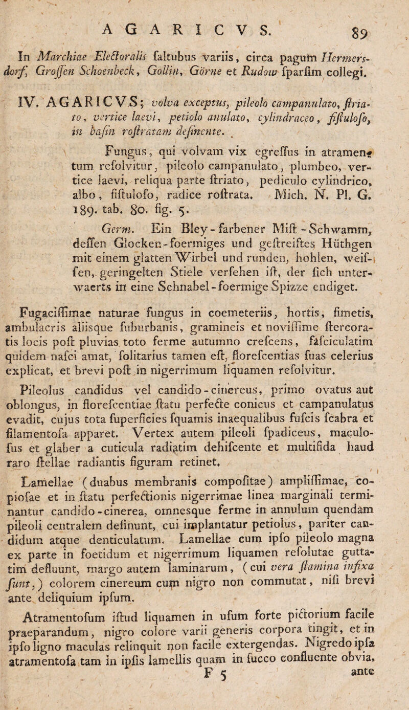 In Marchiae Elettoralis fakubus variis, circa pagum Hermcrs- dcrf, Grojjen Sckoenbeck, Golliu, Gorne et Rudow fparfim collegi, IV. AG ARI CVS; volva exceptus, pileolo campanulato, flria- to, vertice laevi, petiolo anulato, cylindraceo, fiflulofo, in bafin rojlratam defluente. Fungus, qui volvam vix egrefTus in atramenf tum refolvitur, pileolo campanulato, plumbeo, ver¬ tice laevi, reliqua parte ftriato, pediculo cylindrico, albo, fiflulofo, radice roftrata. Mich. N. Pl. G. 189. tab. 80. fig. 5. Germ. Ein Bley-farbener Mift - Schwamrn, deffen Glocken-foermiges und geftreiftes Hiitbgen init einem glatten Wirbei und runden, hohlen, weif- fen,. geringelten Stiele verfehen ift, der ilch unter- waerts in eme Schnabel-foermige Spizze endiget. FugaciUimae naturae fungus in coemeteriis, hortis, finietis, ambulacris aliisque fuburbanis, gramineis et noviflime ftercora- tis locis poft pluvias toto ferme autumno crefcens, f&fciculatim quidem nafci amat, folitarius tamen eft, florefcentias fuas celerius explicat, et brevi poft in nigerrimum liquamen refolvitur. Pileolus candidus vel candido-cinereus, primo ovatus aut oblongus, in fiorefcentiae .ftatu perfe&e conicus et campanulatus evadit, cujus tota fuperficies fquamis inaequalibus fufcis fcabra et filamentofa apparet. Vertex autem pileoli fpadiceus, maculo- fus et glaber a cuticula radiatim dehifcente et multifida haud raro ftellae radiantis figuram retinet. Lamellae (duabus membranis compofitae) ampliflimae, co- piofae et in ftatu perfectionis nigerrimae linea marginali termi¬ nantur candido-cmerea, omnesque ferme in annuhnn quendam pileoli centralem delinunt, cui implantatur petiolus, pariter can¬ didum atque denticulatum. Lamellae cum ipfo pileolo magna ex parte in foetidum et nigerrimum liquamen refolutae gutta- tim defluunt, margo autem laminarum * ( cui vera flamina infixa* fiunt,) colorem cinereum cupi nigro non commutat, nili brevi ante deliquium ipfum. Atramentofum iftud liquamen in ufum forte piCtorium facile praeparandum, nigro colore varii generis corpora tingit, et in ipfo ligno maculas relinquit non facile extergendas. I\igredo ipfa atramentofa tam in ipfis lamellis quam in fucco confluente obvia, p ^ ante