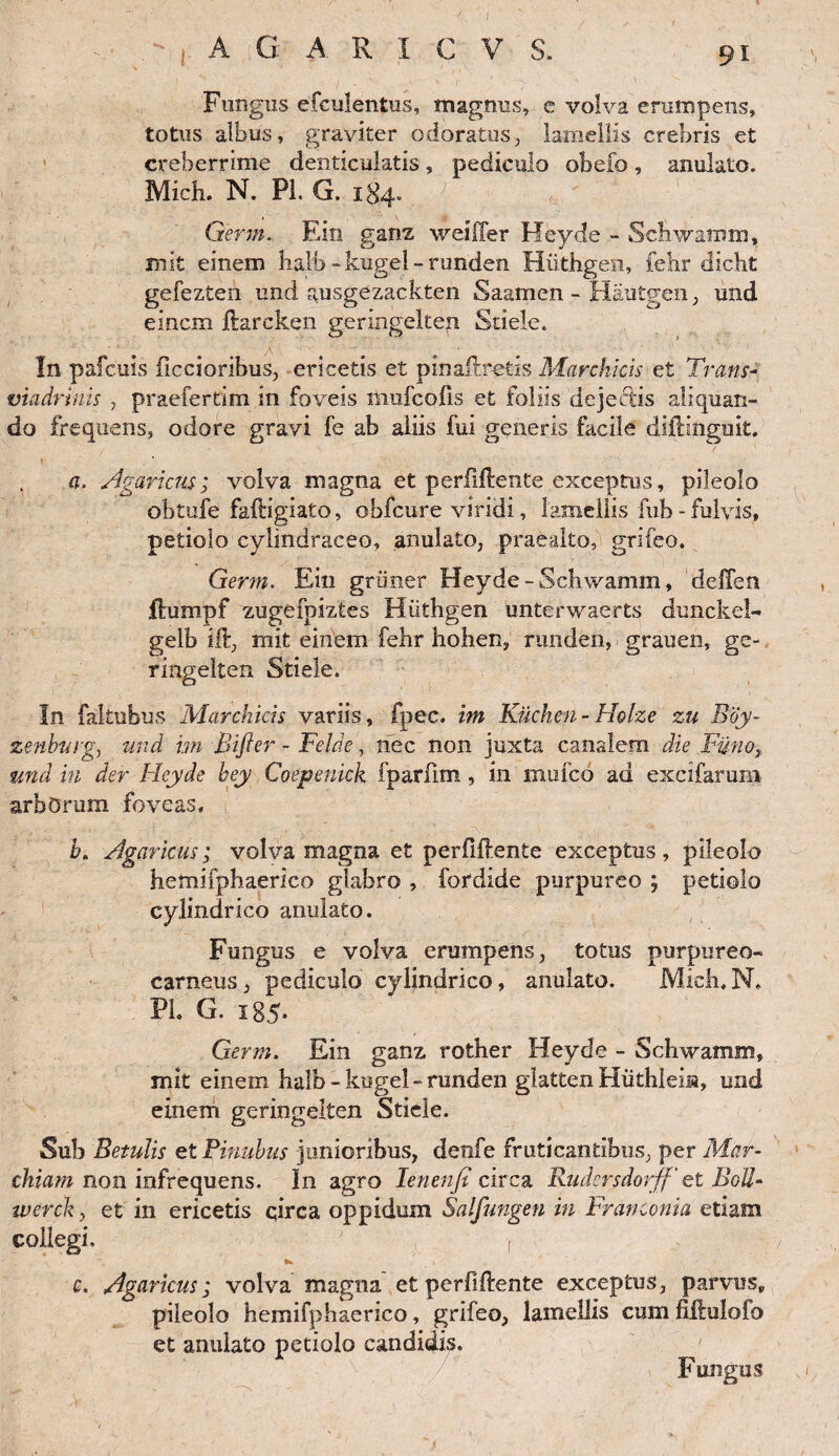 Fungus efculentus, magnus, c volva erumpens, totus albus, graviter odoratus, lamellis crebris et creberrime denticulatis, pediculo obefo, anulato. Midi. N. Pl. G. 1H4. Germ. Ein ganz weiffer Heyde - Schwamm, ruit einem halb-kugel-runden Hiitbgen, felir dicht gefezten und ausgezackten Saamen - Hautgen, und einem ilarcken geringelten Sdele. In pafcuis ficcioribus, ericetis et pinaft retis Marchicis et Trans- viadrinis , praefertim in foveis mufeofis et foliis dejeclis aliquan¬ do frequens, odore gravi fe ab aliis fui generis facile difHtiguit. a. Agaricus; volva magna et perfillente exceptus, pileolo obtufe faftigiato, obfcure viridi, lamellis lub - fulvis, petiolo cylindraceo, anulato, praealto, grifeo. Germ. Ein grtiner Heyde - Scliwamm, deffen fhimpf zugefpiztes Hiithgen unterwaerts dunckel- gelb iit, mit einem fehr hohen, runden, grauen, ge¬ ringelten Stiele. In faltubus Marchicis variis, fpec. i?n Kiichen- Holze zu Boy- zenhtug, und im Bifier - Felde, nec non juxta canalem die Funo, und in der Heyde hey Coepenick fparfim, in mulco ad excifarum arbDrum foveas, i?. Agaricus; volva magna et perfillente exceptus, pileolo hemifphaerico glabro , fordide purpureo ; petiolo cylindrico anulato. Fungus e volva erumpens, totus purpureo- carneus , pediculo cylindrico, anulato. Midi, N. PL G. 185. Germ. Ein ganz rother Heyde - Schwamm, mit einem halb-kugel-runden glatten Hiithlem, und einem geringelten Stiele. Sub Betulis etPinuhus junioribus, denfe fruticantibus, per Mar- chiam non infrequens. In agro lenenfi circa Budersdorff' et Boli- zverck, et in ericetis circa oppidum Salfungen in Franconia etiam collegi, c. Agaricus; volva magna et perfillente exceptus, parvus» pileolo hemifphaerico, grifeo, lamellis cum fiftulofo et anulato petiolo candidis. Fungus J