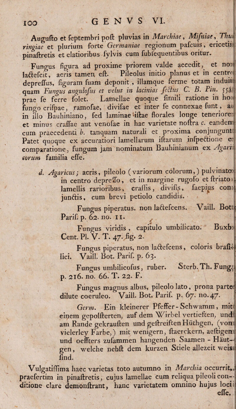 Augufto et feptembri poft pluvias in Marchiae, Mifniae, Thyi ringiae et plurium forte Germaniae regionum pafcuis, ericetis pinaftretis et elatioribus lylvis cum fublequeutious oritur» Fungus figura ad proxime priorem valde accedit, et no:1 la&efcit, acris tamen eft. Pileolus initio planus et in centr< i depreffus, figuram fuam deponit , illamque ferme totam induit ; quam Fungus angulcfus et velut in lacinias fetius C. B. Pin. s prae fe ferre folet. Lamellae quoque fimili ratione in bo fungo crifpae, ramofae, divifae et inter fe connexae funt, aa in illo Bauhiniano, fed laminae dftae florales longe teneriore et minus craffae aut venofae in hac varietate noftra c. eanden cum praecedenti b. tanquam naturali et proxima conjungunt Patet quoque ex accuratiori lamellarum iftarum infpeftione e, comparatione, fungum jam nominatum Bauhinianum ex Agarii eorum familia effe. d. Agaricus; acris, pileolo (variorum colorum,) pulvinato in centro depretio, et in margine rugofo et ftriatO)| lamellis rarioribus, craliis, divifip, faepiiis coni junftis, cum brevi petiolo candidis. Fungus piperatus, non la&efcens. V ailL Bott| Parifp.62.no. ii. Fungus viridis , capitulo umbilicato» Buxb Cent. Pl. V. T. 47. %. 2. Fungus piperatus, non la&efcens, coloris brafhif lici. Vaill. Bot. Parif p. 63. Fungus umbilicofus, ruber. Sterb.Th. Fung; p. 216. no. 66. T. 22. F. Fungus magnus albus, pileolo lato, prona parte dilute coeruleo. Vaill. Bot. Parif. p. 67. 110.47» Germ. Ein kleinerer Pfeffer- Sclnvamm , miti einem gepolfterten, auf dem Wlrbel vertieften, und1 am Rande gekrauften und geftreiften Hiithgen, (von vielerley Farhe,) mit wenigern, ftaerckern, aeftigen und oeffters zufammen hangenden Saamen - Haut- gen, welche nebft dem kurzen Stiele aliezeit weis> Und. Vulgatiffima haec varietas toto autumno in Marchia occurrit,, praefertim in pinaftretis, cujus lamellae cum reliqua pileoli con¬ ditione clare demonftrant, hanc varietatem omnino hujus loci effe. |