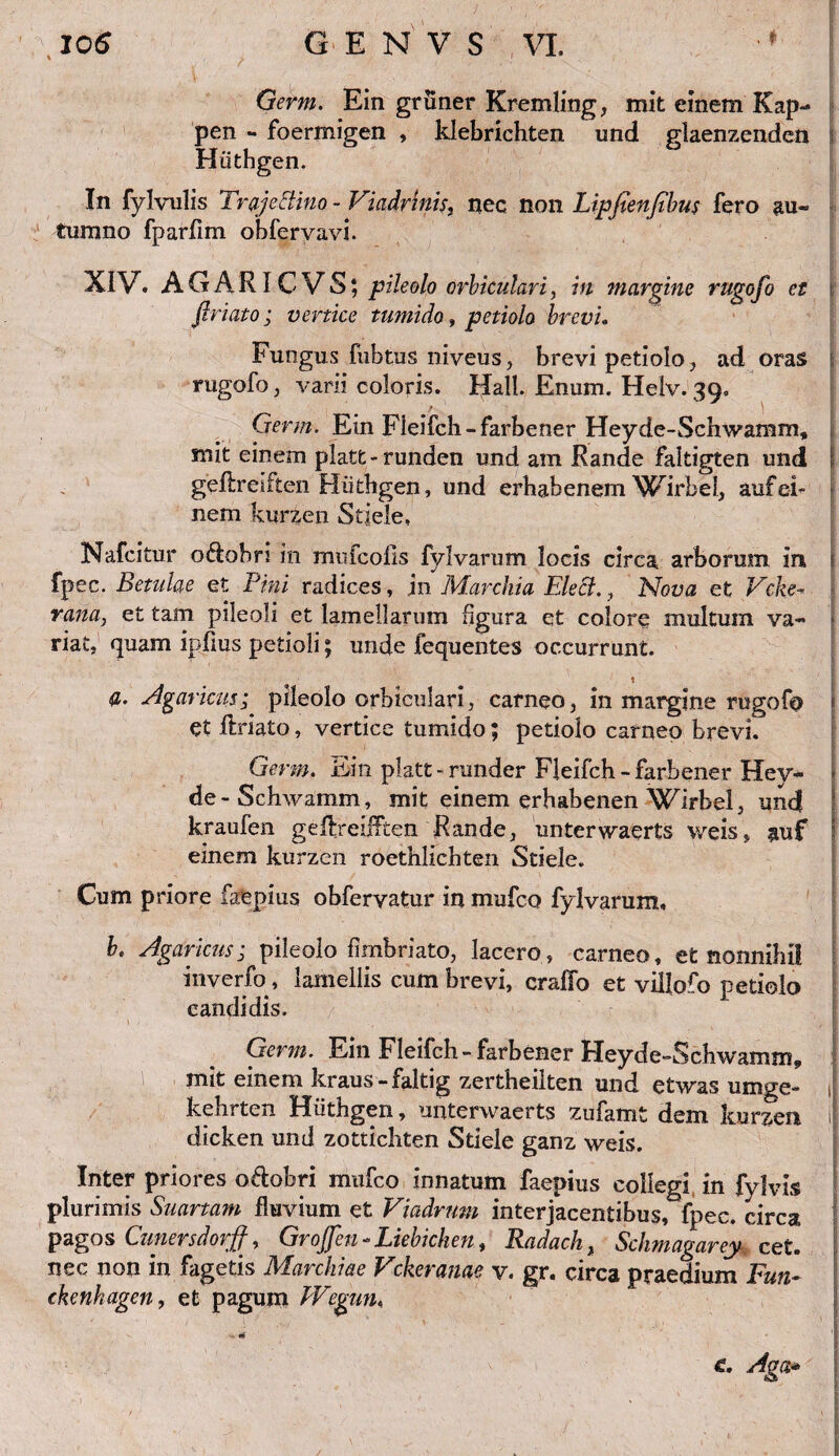 Germ. Ein gruner Kremlmg, mit einem Kap- pen - foermigen , klebrichten und glaenzenden Huthgen. In fylvulis Troje clino - Viadrmis, nec non Lipfienfibus fero au¬ tumno fparflm obfervavi. XIV. AGARICVS; pileolo orbiculari, in margine rugofo et firiato; vertice tumido, petiolo brevi» Fungus fubtus niveus, brevi petiolo, adoras rugofo, varii coloris. Hali. Enum. Helv. 39. 7 ) ; E Germ. Ein Fieifcb-farbener Heyde-Schwamm» mit einem platt-runden und am Rande faltigten und I geftreiften Hiithgen, und erhabenem Wirbel, aufei¬ nem kurzen Stiele. Nafcitur oftobri in mufcofis fylvarum locis circa arborum in f fpec. Betulae et Pini radices, in Marchia Elecl., Nova et Vcke- rana, et tam pileoli et lamellarum figura et colore multum va¬ riat, quam ipfius petioli; unde fequentes occurrunt. t <z. Agaricus; pileolo orbiculari, carneo, in margine rugofo et firiato, vertice tumido; petiolo carneo brevi. Germ. Ein platt - runder Fleifch - farhener Hey- t de - Schwamm, mit einem erhabenen Wirbel, und kraufen geftreifften Rande, unterwaerts weis, auf j einem kurzen roethlichten Stiele. Cum priore faepius obferyatur in mufco fylvarum, b. Agar ictis j pileolo fimbriato, lacero, carneo, et nonnihil inverfo, lamellis cum brevi, cralfo et villofo petiolo candidis. Germ. Ein Fleifch -farbener keyde-Schwamm, I mit einem kraus -faltig zertheilten und etwas umge- kehrten Huthgen, unterwaerts zufamt dem kurzen I dicken und zottichten Stiele ganz weis. Inter priores o6bbri mufco innatum faepius collegi in fylvis plurimis Suartam fluvium et Viadrum interjacentibus, fpec. circa pagos Cunersdorff, Grojfen « Liebichen, Radach, Schmagarey* cet. nec non in fagetis Marchiae Vckeranae v. gr. circa praedium Fun~ ckenhagen, et pagum Wegun, Aga*