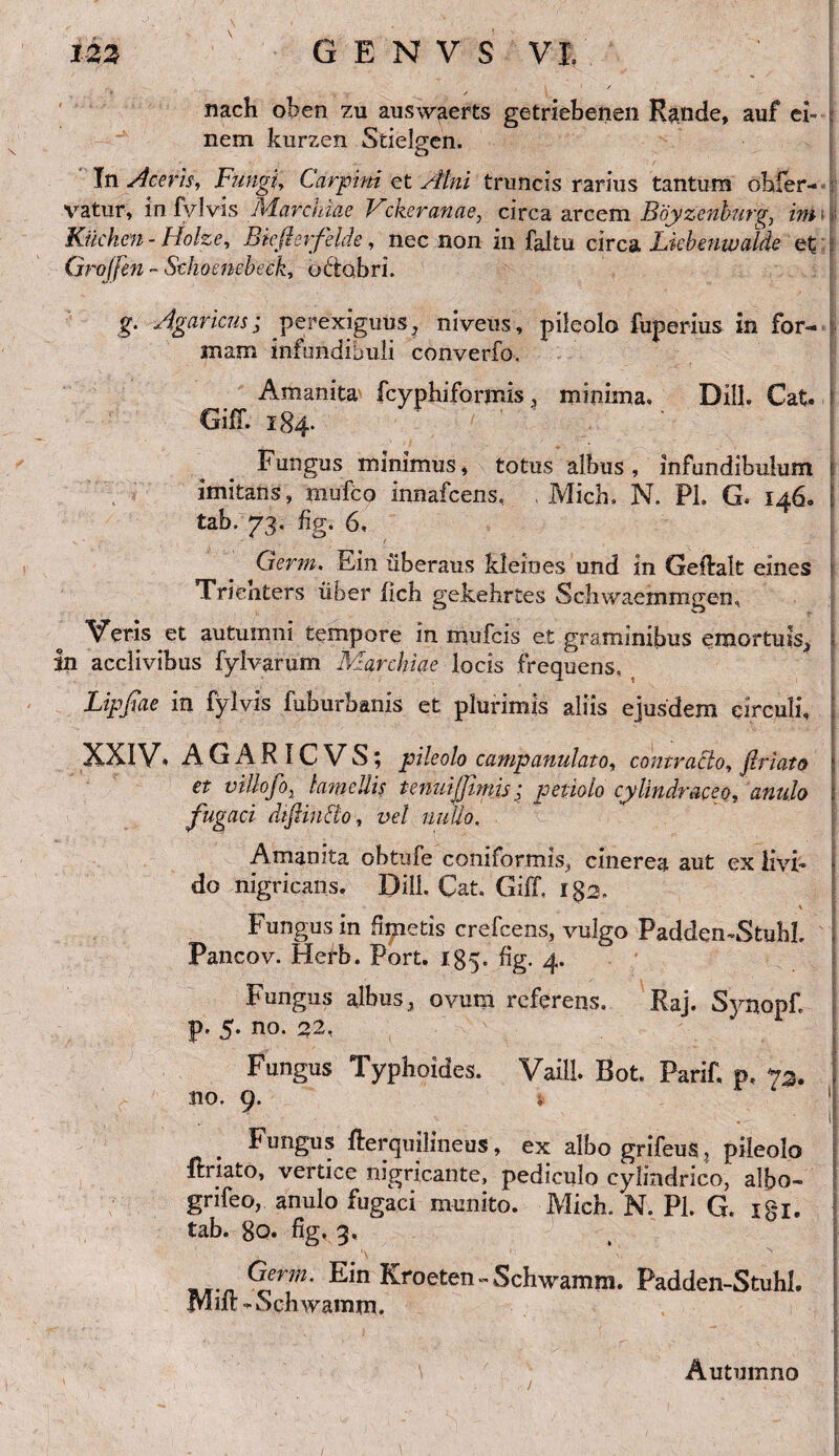 nach ohen zu auswaerts getriebenen Rande, auf ei- nem kurzen Stielgen. Tn Aceris, Fungi, Carpini et Alni truncis rarius tantum ohfer- - vatur, in fylvis Alar chiae Fckeranae, circa arcem Boyzenburg, im\\ Kticken - Holze, Biefterfelde, nec non in faitu circa Lkbenwalde et \ Groffen - Schoenebeck, ottobri. g. Agaricus; perexiguus3 niveus, pileolo fuperius in for¬ mam infundibuli converfo. Amanita fcyphiformis, minima» DHL Cat. ; CjifT. 184. Fungus minimus, totus albus, infundibulum e imitans, mufco innafcens, . Mich» N. Pl, G» 1460 i tab. 73. %. 6, / 6 Germ. Ein iiberaus kleioes und in Getlalt eines Trienters liber iich gekebrtes Schwaemmgen, Veris et autumni tempore in mufcis et graminibus emortuis, | in acclivibus fylvarum Marchiae locis frequens, Lipfiae in fylvis fuburbanis et plurimis aliis ejusdem circuli, XXIV. A GARI CVS; pileolo campanulato, contracto, friato \ et villofo, lamellis tenuijjimis; petiolo cylindraceo, anulo 1 fugaci dtftinBo, ne/ nullo. Amanita obtufe coniformis, cinerea aut ex livi* j do nigricans. Dill. Cat. Giff, 132. ' | Fungus m fimetis crefcens, vulgo Padden-Stuhl. i Pancov. Herb. Port. 185. %. 4. Fungus albus, ovum referens, Raj. Synopf P» 5. no. 22, Fungus Typhoides, Vaill. Bot. Parif. p, 72. , no. o. v . Fungus fterquilineus, ex albogrifeus, pileolo Itriato, vertice nigricante, pediculo cylindrico, albo- gnfeo, anulo fugaci munito. Micb. N. Pl. G, xgi. tab. 80. %, 3, Germ. Ein Kroeten - Schwamm. Padden-Stuhl. JViiiL-Scbwamm. • V .. ~ . •’ I • ' , - . ' ? , ,, < ; \ • , I [' N , | \ Autumno