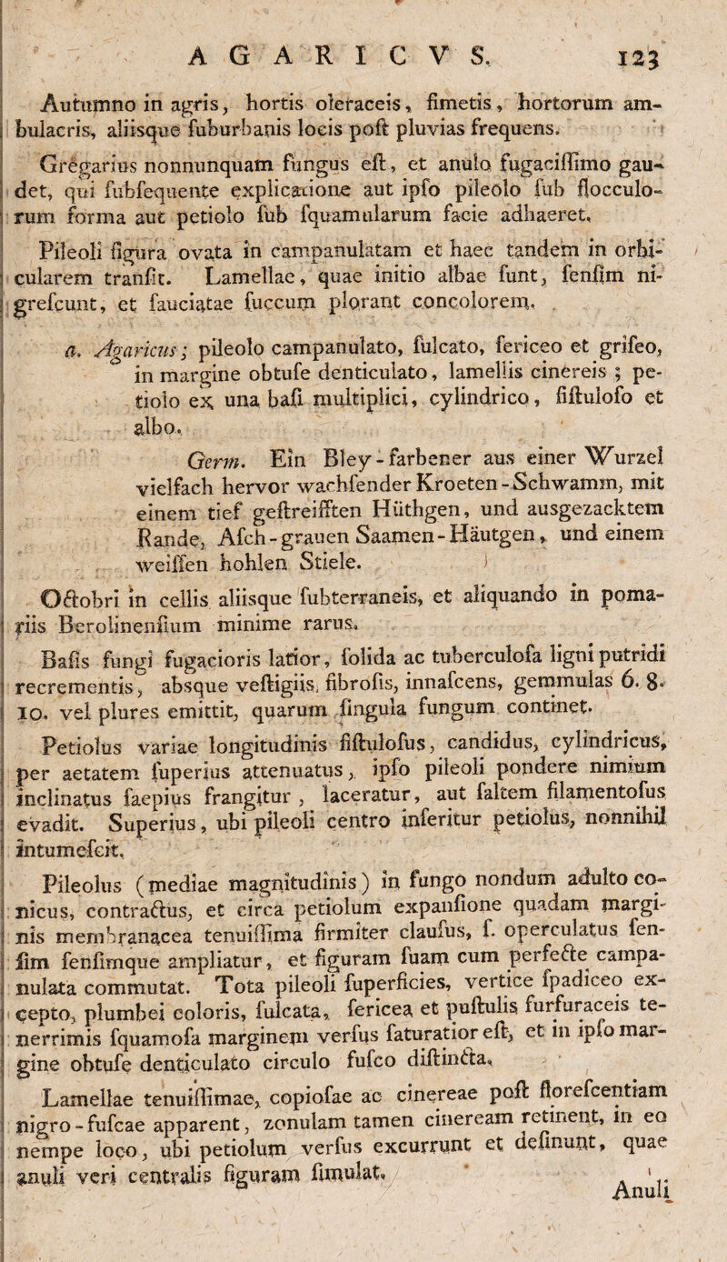 125 Autumno in agris, hortis oleraceis, fimetis, hortorum am¬ bulacris, aliisque fuhurbanis locis poft pluvias frequens. Gregarius nonnunquam fungus eil, et anulo fugaciffimo gau** det, qui fubfequente explicatione aut ipfo pileolo fuh flocculo¬ rum forma aut petiolo fuh fquamularum facie adhaeret, Pileoli figura ovata in campanulatam et haec tandem in orbi¬ cularem tranfk. Lamellae, quae initio albae funt, fenflm ni- grelcunt, et fauciatae fuccum plorant concolorem. a. Agaricus; pileolo campanulato, fulcato, fericeo et grifeo, in margine obtufe denticulato, lamellis cinereis ; pe¬ tiolo ek una bafi multiplici, cylindrico, fiftulofo et albo, Qerm. Ein Bley-farbener aus einer Wurzel vielfach hervor wachfender Kroeten-Schwamm, mit einem tief geftreifften Hiithgen, und ausgezacktem Rande, Afch - grauen Saamen- Hautgen, und einem weiffen hohlen Stiele. i Oftobri in cellis aliisque fubterraneis, et aliquando in poma¬ riis Berolinenfium minime rarus. Bafis fungi fugacioris latior, folida ac tuberculofa ligni putridi recrementis, absque veftigiis, iibrofis, innafcens, gemmulas 6. 8» io, vel plures emittit, quarum fmgula fungum continet. Petiolus variae longitudinis fiftulofuSj candidus, cylindricus, per aetatem fuperius attenuatus, ipfo pileoli pondere nimium inclinatus faepius frangitur , laceratur, aut falcem fUamentofus evadit. Superius, ubi pileoli centro inferitur petiolus, nonnihil intumefcit. Pileolus (mediae magnitudinis) in fungo nondum adulto co¬ nicus, contra&us, et circa petiolum expanfione quadam margi¬ nis membranacea tenuifhma firmiter claufus, f. operculatus fen- fim fenfimque ampliatur, et figuram luam cum perfefte campa- nulata commutat. Tota pileoli fuperficies, vertice ipadiceo ex¬ cepto, plumbei coloris, iulcata, fericea et puftulis furfuraceis te¬ nerrimis fquamofa marginem verfus faturatior eft, et; 111 iplomai- gine obtufe denticulato circulo fulco diitmcta. Lamellae tenuiffimae, copiofae ac cinereae poft florefcentiam nigro -fufcae apparent, zonulam tamen cineream retinent, m eo nempe loco, ubi petiolum verfus excurrunt et ciefinunt, quae gauli veri centralis figuram limulat, / * ^nuli