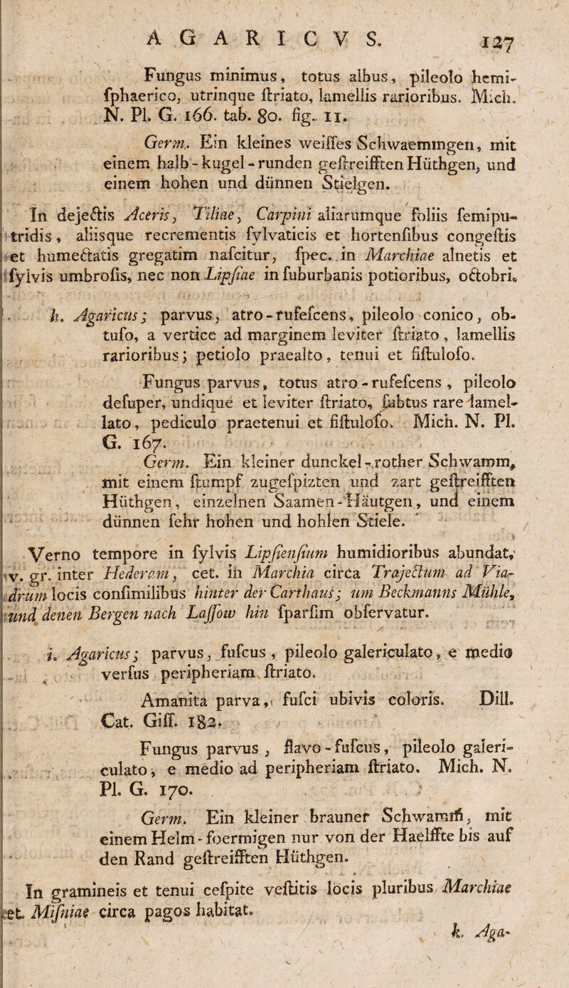 Fungus minimus, totus albus, pileolo hcmi- fpbaerico, utrinque Uriato, lamellis rarioribus. Mich. N. Pl. G, 166. tab. 80. fig.. Ii. Germ,. Em kleines weilies Schwaemmgen, mit einem halb-kugel-runden geftreifften Hiithgen, und einem hoben und diinnen Stielgen. 1 / In dejeftis Aceris, Tiliae, Carpini aliarumque Foliis femipu» iridis, aliisque recrementis fylvaticis et liortenfibus congeilis et hume&atis gregatim nafcitur, fpec. in Marchia e alnetis et fylvis umbrofis, nec non Lipjiae in fuburbanis potioribus, o&obri» h. Agarkiis; parvus, atro-rufefcens, pileolo conico, ob- tufo, a vertice ad marginem leviter flriato, lamellis rarioribus; petiolo praealto, tenui et fiftulofo. Fungus parvus, totus atro -rufefcens , pileolo defuper, undique et leviter flriato, £kbtus rare lamel- lato, pediculo praetenui et fiflulofo. Mich. N. Ph G. 167. Germ. Ein klemer dunckel-rother Schwarnm, mit einem Ftumpf zugefpizten und zart geflreifften Hiithgen, einzelnen Saamen-Hautgen, und einem diinnen fehr holien und hohlen Stiele. Verno tempore in fylvis Lipfienfium humidioribus abundat,' v, gr. inter Hederam, cet. ih M archia circa Trajectum ad Via- drum locis confimilibus lunter der Canhaus; um Beckmanns Muhle, und denen Bergen nach Lajfow hin fparfim obfervatur. je Agarkus; parvus, fufcus , pileolo galericulato, e medi® verfus peripheriam flriato. Amanita parvae fufci ubivis coloris. Dilh Cat. Giff. Ig2. Fungus parvus , flavo - fufcus, pileolo galeri» culato, e medio ad peripheriam flriato, Mich. N. Ph G. 170. Germ. Ein kleiner brauner Schwamitf, mit einem Helm-foermigen nur von der Haelifte bis auf den Rand geflreifften Hiithgen. In gramineis et tenui cefpite vellitis locis pluribus Marchke et Mifniae circa pagos habitat L Ago.' \