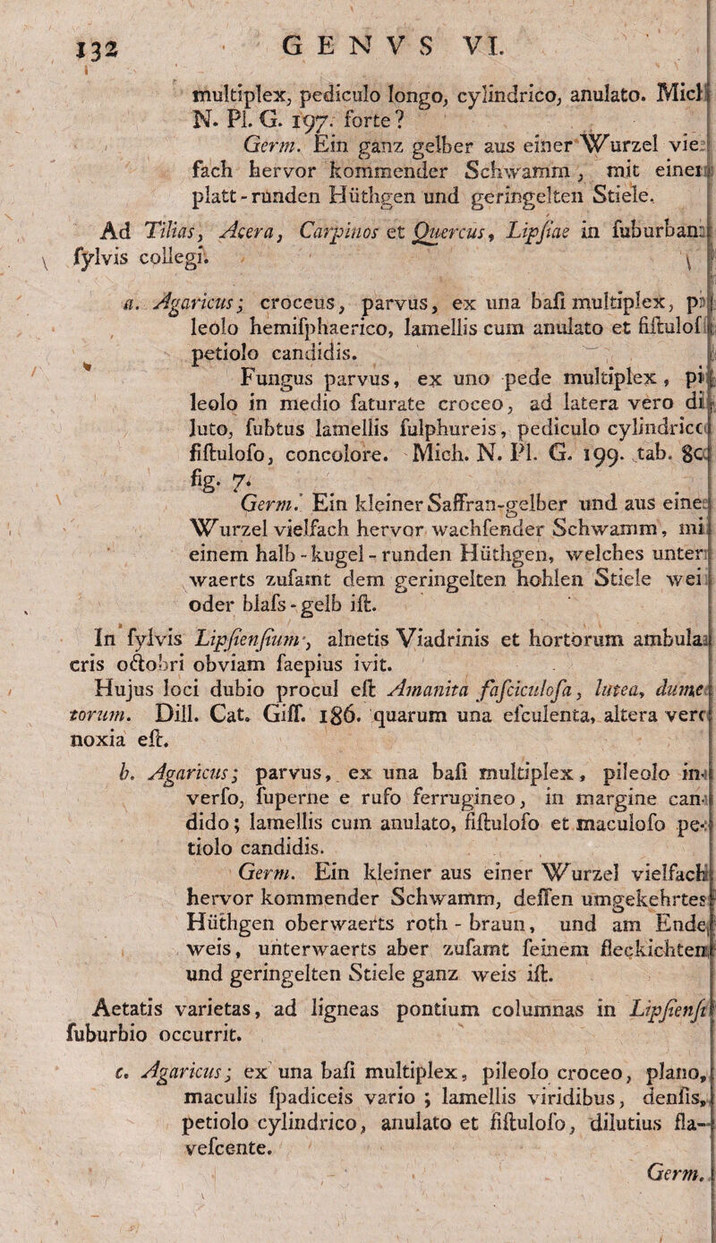 1 multiplex, pediculo longo, cylindrico, anulato. Micl N. Pl. G. 197; forte? Germ. Ein ganz gelber aus einer Wurzel vie fach hervor kommender Schwamm, mit ernei platt-rundcn Hiithgen und geringelten Stiele, Ad Tilias, Acera, Carpinos et Quercus, Lipfiae in fuburban: y fylvis collegi. \ • , . . -i ' fi a. Agaricus; croceus, parvus, ex una bafi multiplex, p: leolo hemifphaerico, lamellis cum anulato et fiftulof petiolo candidis. w it Fungus parvus, ex uno pede multiplex, pi : leolo in medio faturate croceo, ad latera vero di luto, fubtus lamellis fulpbureis, pediculo cylindrice fiftulofo, concolore. Midi. N. Pl. G. 199. tab. gc fig. 7. Germ. Ein kleinerSaffran-gelber und aus eme. Wurzel vielfach hervor wachfender Schwamm, mi einem halb - kugel - runden Hiithgen, welches unter waerts zufarnt dem geringelten hohlen Stiele wei oder biafs-gelb ift. In fylvis Lipfienfium*, alnetis Viadrinis et hortorum ambulaa eris oflobri obviam faepius ivit. Hujus loci dubio procul eft Amanita fafciculofh, lutea, dume \ torum. Diil. Cat. GifT. i$6. quarum una efculenta, altera vere noxia eft. b. Agaricus; parvus, ex una bafi multiplex, pileolo in verfo, fuperne e rufo ferrugineo, in margine can-1 dido; lamellis cum anulato, fiftulofo et maculofo pe«: | tiolo candidis. Germ. Ein kleiner aus einer Wurzel vielfacH hervor kommender Schwamm, desTen umgekehrtes Hiithgen oberwaetts roth - braun, und am Endet weis, uhterwaerts aber zufarnt feinem flechichtenii und geringelten Stiele ganz weis ift. Aetatis varietas, ad fuburbio occurrit. c. Agaricus; ex una bafi multiplex, pileolo croceo, plano, maculis fpadiceis vario ; lamellis viridibus, denfis, petiolo cylindrico, anulato et fiftulofo, dilutius fla- vefce-nte. ligneas pontium columnas in Lipfienft