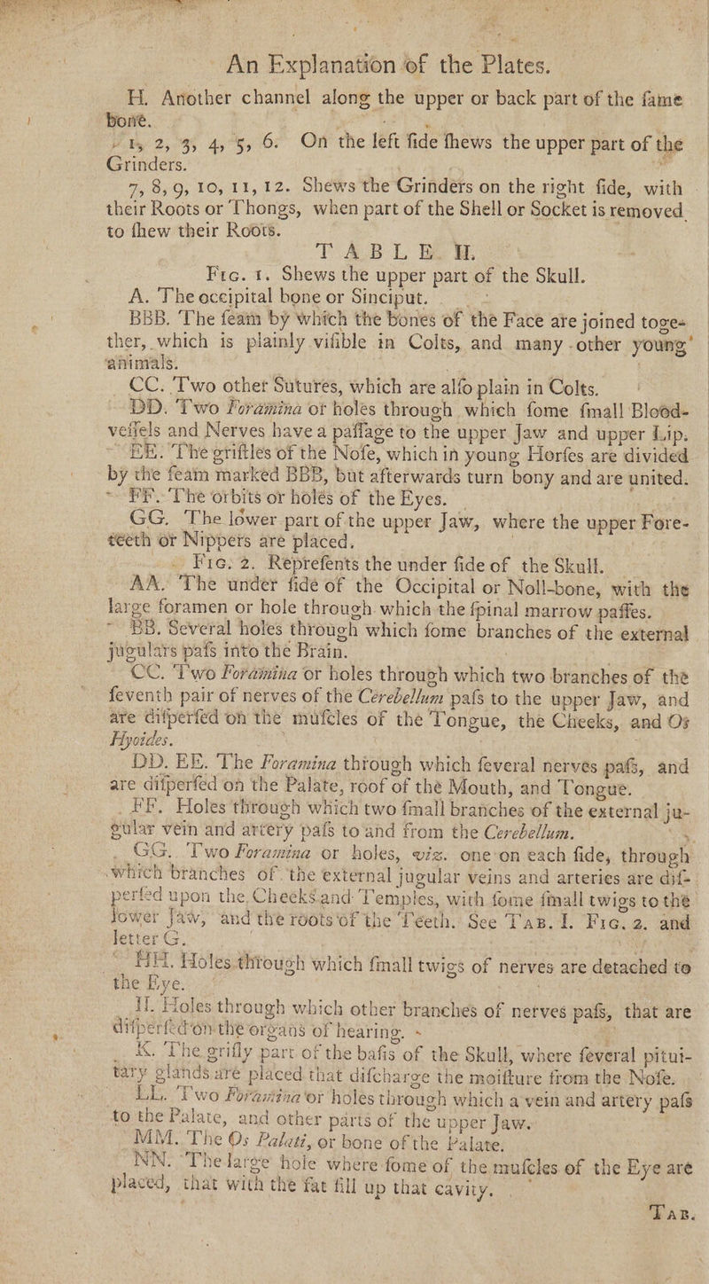 eS “Sree. 7 a An Explanation of the Plates. H. Another channel along the upper or back part of the fame bone. “ae ae? / ty 2,3, 4, 5, 6. On the left fide fhews the upper part of the Grinders. eee er é i 7, 8,9, 10, 11,12. Shews the Grinders on the right fide, with — their Roots or Thongs, when part of the Shell or Socket is removed. to fhew their Roots. . T AB L Eo. Fre. 1. Shews the upper part of the Skull. A. The occipital bone or Sinciput. BBB. ‘The feam by which the bones of the Face are joined toges ther, which is plainly vifible in Colts, and many -other young’ | ‘animals. . | CC. ‘Two other Sutures, which are alfo plain in Colts. DD. Two Foramina ot holes through which fome {mall Blood- veifels and Nerves have a paffage to the upper Jaw and upper Lip. _ “HE. ‘The griftles of the Nofe, which in young Horfes are divided — by the feain marked BBB, but afterwards turn bony and are united. ~ PF The orbits or holés of the Eves. GG. The lower part of the upper Jaw, where the upper Fore- teeth or Nippers are placed. _. Fie. 2. Reprefents the under fide of the Skull. AA. The under fide of the Occipital or Noll-bone, with the large foramen or hole through which the fpinal marrow pafies. BB. Several holes through which fome branches of the external jugulars pats into the Brain. hrs CC. Two Foraiina or holes through which two branches of the feventh pair of nerves of the Cerebellum pafs to the upper Jaw, and are difperfed on the mufcles of the Tongue, the Cheeks, and Os Hyoides. . , | DD. EE. The Foramina through which feveral nerves pats, and are difperfed on the Palate, roof of the Mouth, and Tongue. _ HE. Holes through which two {mall branches of the external ju- gular vein and ar¢ery pafs to ‘and from the Cerebellum. _ GG. Two Foramina or holes, viz. one-on each fide, through ‘which branches of. ‘the external jugular veins and arteries are dif-. pace upon the Cheeksand Temples, with fome fmall twigs to thé Be Jaw, and the réots ‘of the Teeth. See Tas. I. Fie. 2. and etter G, : | ; HH. Holes thtough which finall twigs of nerves are detached te the Eye. ee i __ il. Holes through which other branches of nerves pafs, that are difperfedon-the oreans of hearing. + 4 _ 4. The grifly part of the bafis of the Skull, where feveral pitui- tary glands aré placed that difcharge the moifture from the Nofe. _ LL. Pwo Foramiea or holes through which a vein and artery pals to the Palate, and other parts of the upper Jaw. MM. The Os Palati, or bone of the Palate. NM. “The large hole whére fome of the muteles of the Eye are placed, that with the fac fll up that cavity. + 1 Tas.