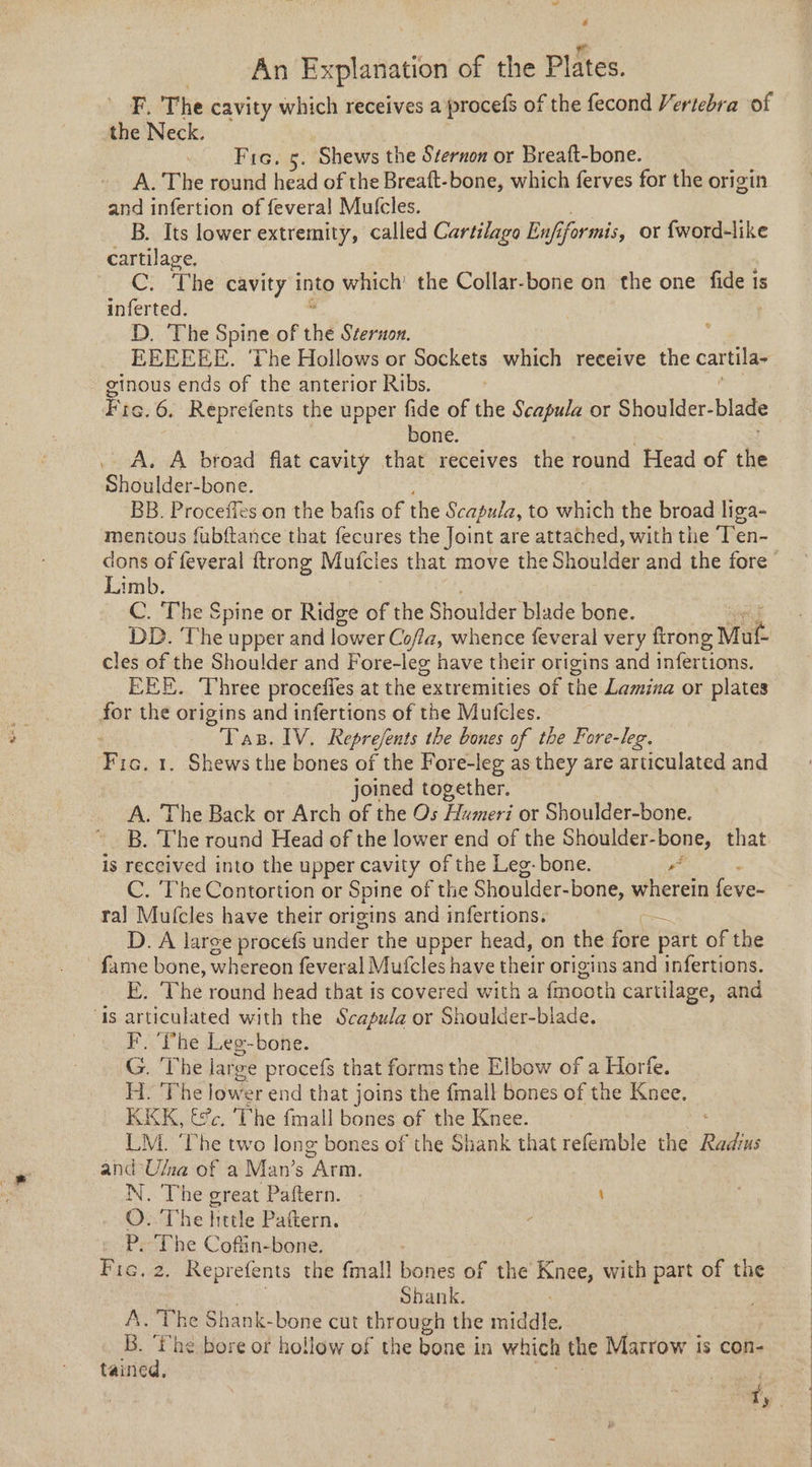 F, The cavity which receives a procefs of the fecond Vertebra of the Neck. Pic. 5. Shews the Sternon or Breaft-bone. A. The round head of the Breaft-bone, which ferves for the origin and infertion of feveral Mutfcles. B. Its lower extremity, called Cartilago Enf, ifor mis, or fword-like cartilage, ee The cavity intp which’ the Collar-bone on the one fide is inferted. D.. The Spine of thé Sternon. : EEEEEE. ‘The Hollows or Paenets which receive the cartila- ginous ends of the anterior Ribs. Fic. 6. Reprefents the upper fide of the Scapula or Shoulder- blade bone. A. A broad flat cavity that receives the round Head of the Shoulder-bone. BB. Proceffes on the batfis of the Scapula, to which the broad liga- mentous fubftance that fecures the Joint are attached, with the ‘T’en- Limb. C. ‘The Spine or Ridge of the Shoulder blade bone. DD. ‘The upper and lower Coffa, whence feveral very ftrong Matt cles of the Shoulder and Fore-leg have their origins and infertions. EEE. Three proceffes at the extremities of the Lamina or plates for the origins and infertions of the Mufcles. : Tas. IV. Reprefents the bones of the Fore-leg. Fic. 1. Shews the bones of the Fore-leg as they are articulated and joined together. A. The Back or Arch of the Os Humeri or Shoulder-bone. B. The round Head of the lower end of the Shoulder- bone, that is received into the upper cavity of the Leg-bone. a C. The Contortion or Spine of the Shoulder-bone, wherein feve- ra] Mufcles have their origins and infertions. D. A large procefs under the upper head, on the fore part of the fame bone, whereon feveral Mufcles have their origins and infertions. E. The round head that is covered with a fmooth cartilage, and is articulated with the Scapula or Shoulder-blade. F. ‘Phe Leg-bone. G. The large procefs that forms the Elbow of a Horfe. H. The lows er end that joins the fmall bones of the Knee, KKK, fc. The finall bones of the Knee. LM. ‘The two long bones of the Shank that refemble the Radius and Ula of a Man’s “Arm, N. The great Paftern. \ O. The little Pattern. : _ P. The Coffin-bone. Pau, Reprefents the fmall ae of the Ba with part of the Shank. A. The Shank-bone cut through the sedate B. ‘the bore or hollow of the bone in which the Marrow is con- tained, £