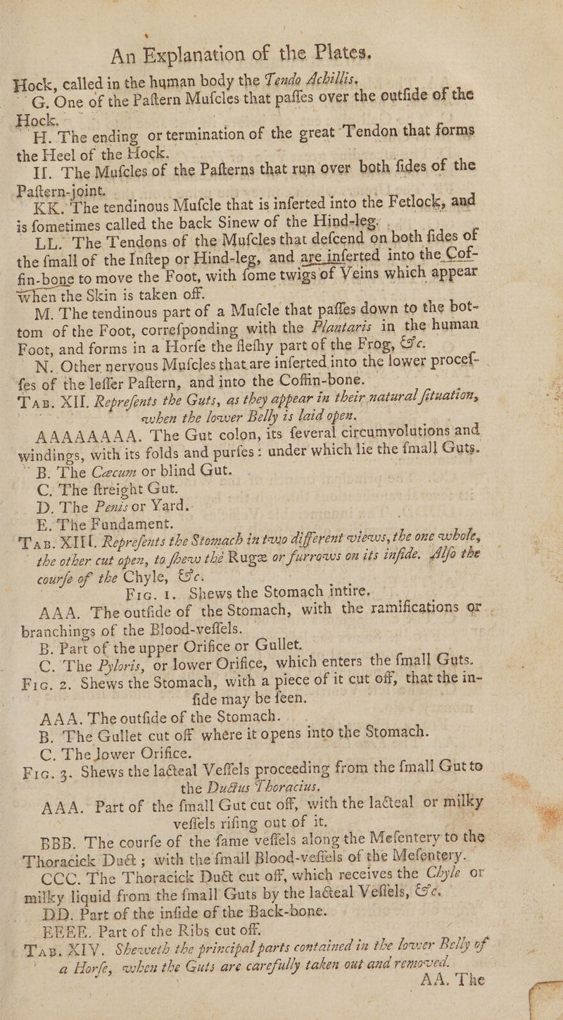 Hock, called in the human body the Tendo Achillis, —G. One of the Pattern Mufcles that paffes over the outfide of the Ba sae | pee ae és H. The ending or termination of the great “Tendon that forms the Heel of the Hock. ; ees If. The Mufcles of the Pafterns that run over both fides of the Paftern-joint. . ‘ : Fass KK. The tendinous Mufcle that is inferted into the Fetlock, and is fometimes called the back Sinew of the Hind-leg. vga LL. The Tendons of the Mufcles that defcend on both fides of the {mall of the Inftep or Hind-leg, and are inferted into the Cof- fin-bone to move the Foot, with fome twigs of Veins which appear when the Skin is taken off. Veege, a ais M. The tendinous part of a Mufcle that pafles down to the bot- tom of the Foot, correfponding with the Plantaris in the human Foot, and forms in a Horfe the flefhy part of the Frog, Fe. fes of the lefler Paftern, and into the Coffin-bone. — Tas. XII. Reprefents the Guts, as they appear in their natural fituation, eset avhen the lower Belly 1s laid open. AAAAAAAA. The Gut colon, its feveral circumvolutions and windings, with its folds and purfes: under which lie the {mall Guts. ~ B. The Cecum or blind Gut. Tae ae C. The ftreight Gut. | D. The Penis or Yard. E. The Fundament. : Tas. XILL Reprefents the Stomach in tuo different views, the one whole, phe other cut open, ta foew the Ruge or furrows on its infide. Alfa the courfe of the Chyle, Esc. : wee Frc. 1. Shews the Stomach intire, branchings of the Blood-veflels. B. Part of the upper Orifice or Gullet. C. The Pylris, or lower Orifice, which enters the {mall Guts. Fic. 2. Shews the Stomach, with a piece of it cut off, that the in- : fide may be feen. , AAA. The outfide of the Stomach. B. The Gullet cut off where it opens into the Stomach. C, The Jower Orifice. | Fic. 3. Shews the laéteal Veffels proceeding from the fmall Gut te the Du&amp;us Thoracius. AAA. Part of the fmall Gut cut off, with the lacteal or milky | vefiels rifing out of it. Thoracick Du&amp; ; with the fmall Blood-vefiels of the Mefentery. CCC. The Thoracick Du&amp; cut off, which receives the Chy/e or milky liquid from the {mall Guts by the lacteal Veillels, Se. -_-DD. Part of the infide of the Back-bone. EEEE. Part of the Ribs cut off. Aer + Tap. XIV. Sheweth the principal parts contained in the lower Belly of a Horfe, when the Guts are carefully taken out ana removed. | _AA. The