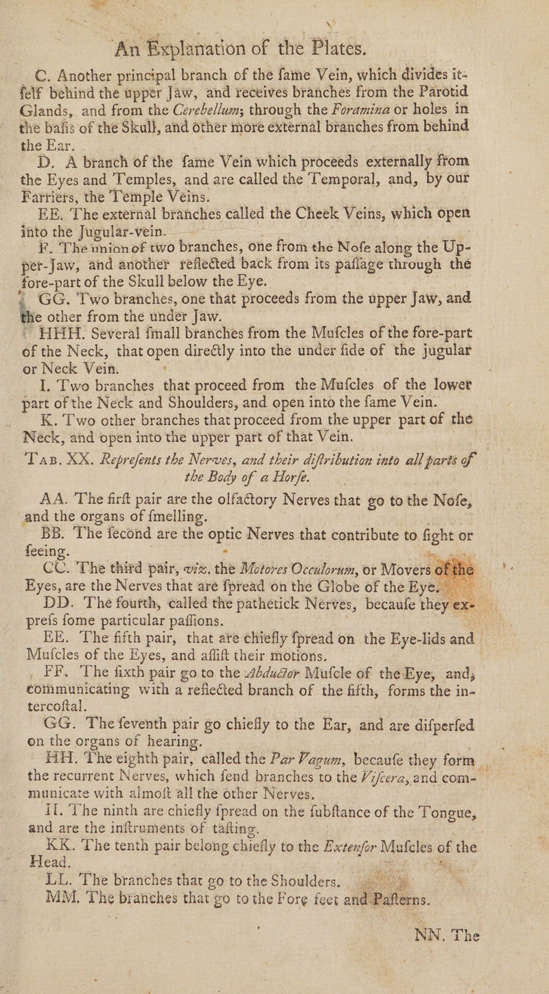 _ C. Another principal branch of the fame Vein, which divides it- felf behind the upper Jaw, and receives branches from the Parotid Glands, and from the Cerebellum; through the Foramina or holes in the bafis of the Skull, and other more external branches from behind the Ear. D. A branch of the fame Vein which proceeds externally from the Eyes and ‘Temples, and are called the Temporal, and, by our Farriers, the Temple Veins. | ; | EE. The external branches called the Cheek Veins, which open into the Jugular-vein. : F. ‘The union of two branches, one from the Nofe along the Up- per-Jaw, and another reflected back from its paflage through thé fore-part of the Skull below the Eye. | Joti A . ‘GG. Two branches, one that proceeds from the upper Jaw, and he other from the under Jaw. ~ HHH. Several fmall branches from the Mufcles of the fore-part of the Neck, that open direétly into the under fide of the jugular or Neck Vein. : I. Two branches that proceed from the Mufcles of the lower part of the Neck and Shoulders, and open into the fame Vein. K. Two other branches that proceed from the upper part of the Neck, and open into the upper part of that Vein. Tas. XX. Reprefents the Nerves, and their diftribution into all parts of the Body of a Hor/e. . i AA. The firft pair are the olfactory Nerves that go to the Nofe, and the organs of {melling. | BB. ‘The fecond are the optic Nerves that contribute to fight or feeing. | - is’ plac CC. The third pair, v7. the Motores Occulorum, or Movers ¢ Eyes, are the Nerves that are fpread on the Globe of theEye. DD. The fourth, called the pathetick Nerves, becaufe theyex- prefs fome particular paffions. hae ae ee EE. The fifth pair, that are chiefly fpread on the Eye-lids and | Mufcles of the Eyes, and aflift their motions. i _ PF. The fixth pair go to the 4bdudor Mulcle of the Eye, and, communicating with a refiected branch of the fifth, forms the in- tercoftal. GG. The feventh pair go chiefly to the Ear, and are difperfed on the organs of hearing. i - fi. The eighth pair, called the Par Vagum, becaufe they form .. the recurrent Nerves, which fend branches to the Viera, and com- _ municate with almoft all the other Nerves. Il. ‘I'he ninth are chiefly {pread on the fubftance of the Tongue, and are the inftruments of tafting. 3 KK. The tenth pair belong chiefly to the Extenfor Mufcles of the 7 Head. ne LL. The branches that goto the Shoulders. 4. 7} Pay MM. The branches that go tothe Fore feet and Pal erns.