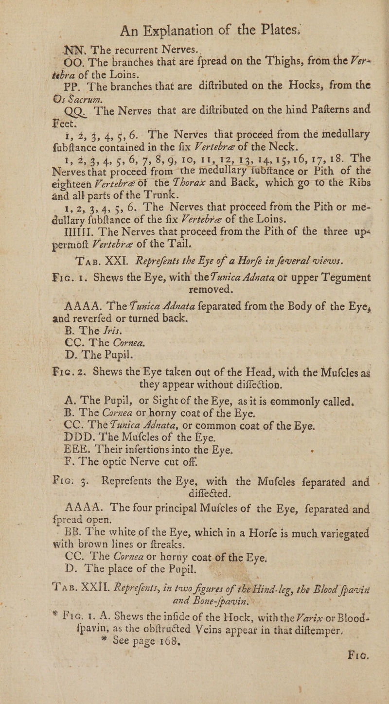 NN. The recurrent Nerves. i ame a ~ OO. The branches that are {pread on the Thighs, from the Ver= _ tebra of the Loins. eee , | . PP. The branches that are diffributed on the Hocks, from the Os Sacrum. e p QQ. The Nerves that are diftributed on the hind Pafterns and Feet. i, 2,3, 4, 5,6. The Nerves that proceed from the medullary f{ubftance contained in the fix Vertebre of the Neck. ty 23, 4, 6,6, 9, 8,0, 10, 11, 12, 13,74, 16, 10, 17,18. 100 Nerves that proceed from the medullary fubitance or Pith of the eighteen Vertebre of the Thorax and Back, which go to the Ribs and all parts of the Trunk. | | ; 1, 2, 3,4, 5, 6. The Nerves that proceed from the Pith or me- dullary fubftance of the fix Vertebrz of the Loins. INI. The Nerves that proceed from the Pith of the three up« permoft Veriebre of the Tail. mes Tas. XXI. Reprefents the Eye of a Horfe in Jeveral VIEWS. Fic. 1. Shews the Eye, with the Tawica Aduata ot upper Tegument ? removed. AAAA. The Tunica Adnata {eparated from the Body of the Eye, and reverfed or turned back. B. The /ris. CC. The Cornea. D. The Pupil. eet 7 : Fic. 2. Shews the Eye taken out of the Head, with the Mufcles ag they appear without diffeCtion. A. The Pupil, or Sight of the Eye, as it is commonly called. B. The Corzea or horny coat of the Eye. CC. The Tunica Adnata, or common coat of the Eye. DDD. The Muatcles of the Eye. EEE. Their infertions into the Eye. ° F. The optic Nerve cut off. Bic. 3. Reprefents the Eye, with the Mufcles feparated and . diflected. AAAA. The four principal Mufcles of the Eye, feparated and fpread open. : | - BB. ‘The white of the Eye, which in a Horfe is much variegated with brown lines or ftreaks. CC. The Cornea or horny coat.of the Eye. D. ‘Theplace of the Pupil. a, ee Tan. XXII. Reprefents, in two figures of MeLind- leg, the Blood fpavin and Bone-/pavin, * Pia. 1, A. Shews the infide of the Hock, with the Yarix or Blood: ipavin, as the obftructed Veins appear in that diftemper. * See page 168, Fie.