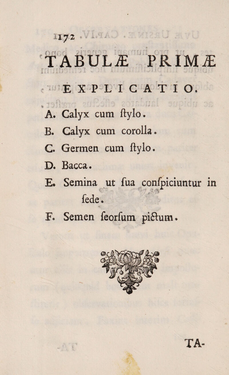 EXPLICATIO. A. Calyx cura ftylo. B. Calyx cum corolla. C. Germen cum ftylo. D. Bacca. E. Semina ut fua confpiciuntur in o f' fede. F. Semen feorfum piftum. TA-