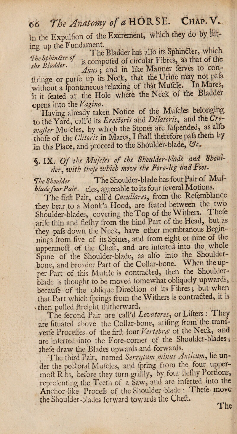 In the Expulfion of the Excrement, which they do by lift¬ ing up the Fundament. ,. . The Bladder has alfo its Sphm&er, which 'Ike sPffr °f is Compofed of circular Fibres, as that of the the bLadder. ^ . and ^ ^ ferves t0 con- ftringe or purfe up its Neck, that the Urine may not pafs without a fpontaneous relaxing of that Mufcl'e. In Mares, It it feated at the Hole where the Neck of the Bladder opens into the Vagina. , ■ - , . Having already taken Notice of the Mufcles belonging, to the Yard, call’d its Erefforts ahd Dilatoris, and the Cre- mafter Mufcles, by which the Stones are fufpended, as alfo thofe of the Clitoris in Mares, I fhall therefore pafs them by In this Place, and proceed to the Shoulder-blade, 13 c. §. IX. Of the Mufcles of the Shoulder-blade and Shoul¬ der, with thoje which move the Fore-leg and Foot. The Shoulder The Shoulder-blade has four Pair of Muf- iladefour Fair, cles, agreeable to its four feveral Motions. The firft Pair, call’d Cucullares, from the Refemblance they bear to a Monk’s Hood, are feated between the two Shoulder-blades, covering the Top of the Withers. Thefe arife thin and flefhy from the hind Part of the Head, but as they pafs down the Neck, have other membranous Begin¬ nings from five of its Spines, and from eight or nine of the uppermoft erf the Cheft, and are inferted into the whole Spine of the Shoulder-blade, as alfo into the Shoulder- bone, and broader Part of the Collar-bone. When the up¬ per Part of this Mufcle is contracted, then the Shoulder- blade is thought to be moved fomewhat obliquely upwards, becaufe of the obliqueDiredion of its Fibres; but when that Part which fprings from the Withers is contracted, it is • then pulled ftreight thitherward. The fecond Pair are call’d Levatores, or Lifters: They are fituated above the Collar-bone, arifing from the tranf- verfe ProcefTes of the firft four Vertebra ot the Neck, and are inferted into the Fore-corner of the Shoulder-blades; thefe draw the Blades upwards and forwards. The third Pair, named Serratum minus Anticum, lie un¬ der the pedtoral Mufcles, and fpring from the four upper¬ moft Ribs, before they turn griftly, by four fiefhy Portions, reprefenting the Teeth of a Saw, and are inferted into the Anchor-like Procefs of the Shoulder-blade : Thefe move the Shoulder-blades forward towards the Cheft*