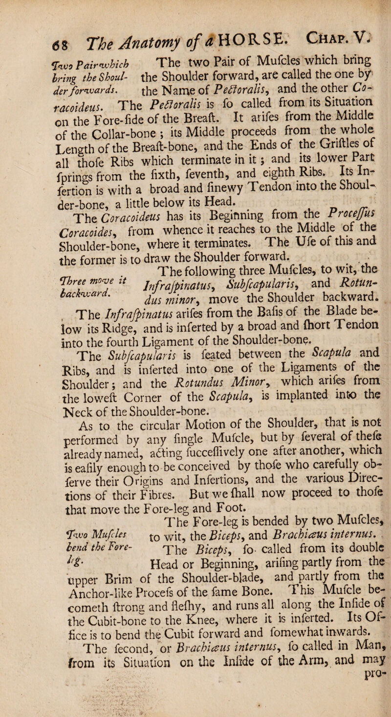 Two Pair which The two Pair of Mufcles which bring bring theShoul- the Shoulder forward, are called the one by derforwards. the Name of Pedloralis, and the other Co- racnideus. The Pettoralis is fo called from its Situation on the Fore-fide of the Breaft. It arifes from the Middle of the Collar-bone ; its Middle proceeds from the whole Length of the Breaft-bone, and the Ends of the Griftles of all thofe Ribs which terminate in it; and its lower Part fprings from the fixth, feventh, and eighth Ribs. Its In¬ flation is with a broad and finewy Tendon into the Shoul¬ der-bone, a little below its Head. . _ TheCoracoideus has its Beginning from the Frocejjus Coracoides, from whence it reaches to the Middle of the Shoulder-bone, where it terminates. The Ufe of this and the former is to draw the Shoulder forward. The following three Mufcles, to wit, the ‘[hrey m0cv,e lt Infrafpinatus, Subfcapularis, and Rotun- backward. dus minor, move the Shoulder backward. The Infrafpinatus arifes from the Bafis of the Blade be¬ low its Ridge, and is inferted by a broad and (hort Tendon into the fourth Ligament of the Shoulder-bone. The Subfcapularis is feated between the Scapula and Ribs, and is inferted into one of the Ligaments of the Shoulder; and the Rotundas Minor„ which arifes from the loweft Corner of the Scapula, is implanted into the Neck of the Shoulder-bone. As to the circular Motion of the Shoulder, that is not performed by any fingle Mufcle, but by feveral of thefe already named, adting fucceffively one after another, which is ealily enough to be conceived by thofe who carefully ob- ferve their Origins and Infertions, and the various Direc¬ tions of their Fibres. Rut we (hall now proceed to thofe that move the Fore-leg and Foot. The Fore-leg is bended by two Mufcles, fwo Mufcles to wit, the Biceps, and Brachiaus internus. lend the Fore- The Biceps, fo-called from its double l(t' Head or Beginning, arifing partly from the upper Brim of the Shoulder-blade, and partly from the Anchor-like Procefs of the fame Bone. This Mufcle be- cometh ftrong and fielhy, and runs all along the Infide of the Cubit-bone to the Knee, where it is infeited. Its Of¬ fice is to bend the Cubit forward and fomewhat inwards. The fecond, or Brachiaus internus, lb called in Man, from its Situation on the Infide of the Arm, and may pro-