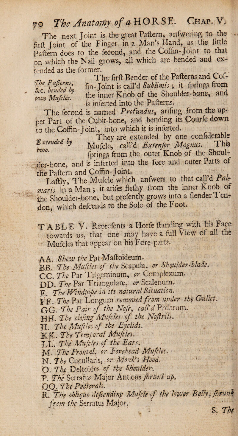 jo Jl'Yifl'toyyiy of tt HOB^SE. Chap. Vfi The next Joint is the great Pattern, anfwering to the fit-ft Joint of the Finger in a Man's Hand, as the little Pattern does to the feCond, and the Coffin-Joint to that on which the Nail grows, all which are bended and ex¬ tended as the former. r n „ The firft Bender of the Patterns and Cof- <Tbe fin_ joint caird Sublimis; it fprings from tfo Muffles the inner Knob of the Shoulder-bone, and is inferted into the Patterns. The fecond is named Profundus, arifmg from the up¬ per Part of the Cubit-bone, and bending its Cgurfe down to the Coffin-Joint, into which it is inferted. , They are extended by one confiderable 'Extended, y lyiufcle, call’d Extenfor Magnus. This fprings from the outer Knob of the Shoul¬ der-bone, and is inferted into the fore and outer Parts of the Pattern and Coffin-Joint. _ Laftly, The Mufcle which anfwers to that call d Pair marls in a Man ; it arifes flefliy from the inner Knob of the Shoulder-bone, but prefently grows into a ttender Ten¬ don, which descends to the Sole of the Foot. TABLE V. Reprefents a Horfe Handing with his Face towards us, that one may have a full View of all the Mufcles that appear on his Fore-parts, A A. Shew the ParMattoideum. BB, The Mufdes of the Scapula, or Shoulder-blade. CC. The Par Trigeminum, or Complexum, X)D. The Par Triangulare, or Scalenum. E. The Windpipe in its natural Situation, FF- The Par Longum removed from wider the Gullet„ 50G. The Pair of the Nofe, call’d Philtrum. HH. The dcfmg Mufcles of the Nojlrils. II. The Mufdes of the Eyelids, KK. The temporal Muffles. el. The Mufdes of the Ears. M. The Frontal, or Forehead Mufcles. N. The Cucullaris, or Monk’s Hood. O. The Deltoides of the Shoulder'., V. The Serratus Major Anticps jhrmk up, Off The Pectorals. R. The oblique defending Mufcle of the lower Belly, Jhfunk from the Serratus Major, ■  ■ ; S. The