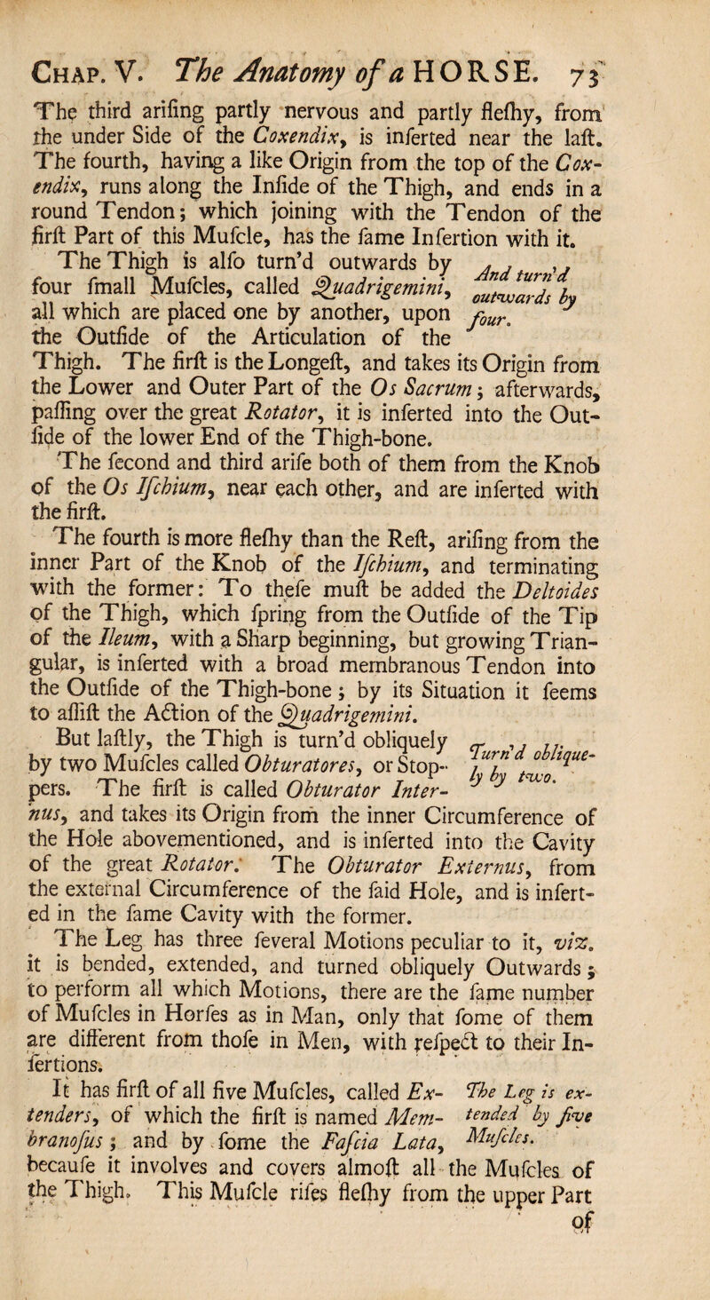 The third arifing partly nervous and partly flefhy, from rhe under Side of the Coxendix, is inferted near the laft. The fourth, having a like Origin from the top of the Cox¬ endix, runs along the Infide of the Thigh, and ends in a round Tendon; which joining with the Tendon of the firft Part of this Mufcle, has the fame Infertion with it. The Thigh is alfo turn’d outwards by * , , . four fmall Mufcles, called ghiadrigemini, Jgumh i all which are placed one by another, upon fQurt J the Outfide of the Articulation of the Thigh. The firft is theLongeft, and takes its Origin from the Lower and Outer Part of the Os Sacrum; afterwards, palling over the great Rotator, it is inferted into the Out- fide of the lower End of the Thigh-bone. The fecond and third arife both of them from the Knob of the Os Ifcbium, near each other, and are inferted with the firft. The fourth is more flefhy than the Reft, arifing from the inner Part of the Knob of the Ifchium, and terminating with the former: To thefe muft be added the Deltoides of the Thigh, which fpring from the Outfide of the Tip of the Ileum, with a Sharp beginning, but growing Trian¬ gular, is inferted with a broad membranous Tendon into the Outfide of the Thigh-bone; by its Situation it feems to afiift the Adtion of the Quadrigemini. But laftly, the Thigh is turn’d obliquely ~ ,, by two Mufcles called Obturatores, or Stop- /ur? °t *lue~ pers. The firft is called Obturator Inter- y y 'u'°' nus, and takes its Origin from the inner Circumference of the Hole abovementioned, and is inferted into the Cavity of the great Rotator. The Obturator Ext emus, from the external Circumference of the faid Hole, and is infert¬ ed in the fame Cavity with the former. The Leg has three feveral Motions peculiar to it, viz. it is bended, extended, and turned obliquely Outwards; to perform all which Motions, there are the fame number of Mufcles in Horfes as in Man, only that fome of them are different from thofe in Men, with jrefpedi to their In- fertions. It has firft of all five Mufcles, called Ex- Ebe Leg is ex¬ tenders, of which the firft is named Mem- te”ded by Jive branofus ; and by . fome the Fafcia Lata, Mufcles. becaufe it involves and covers almoft all the Mufcles of the Thigh, This Mufcle rifes flefhy from the upper Part Pf