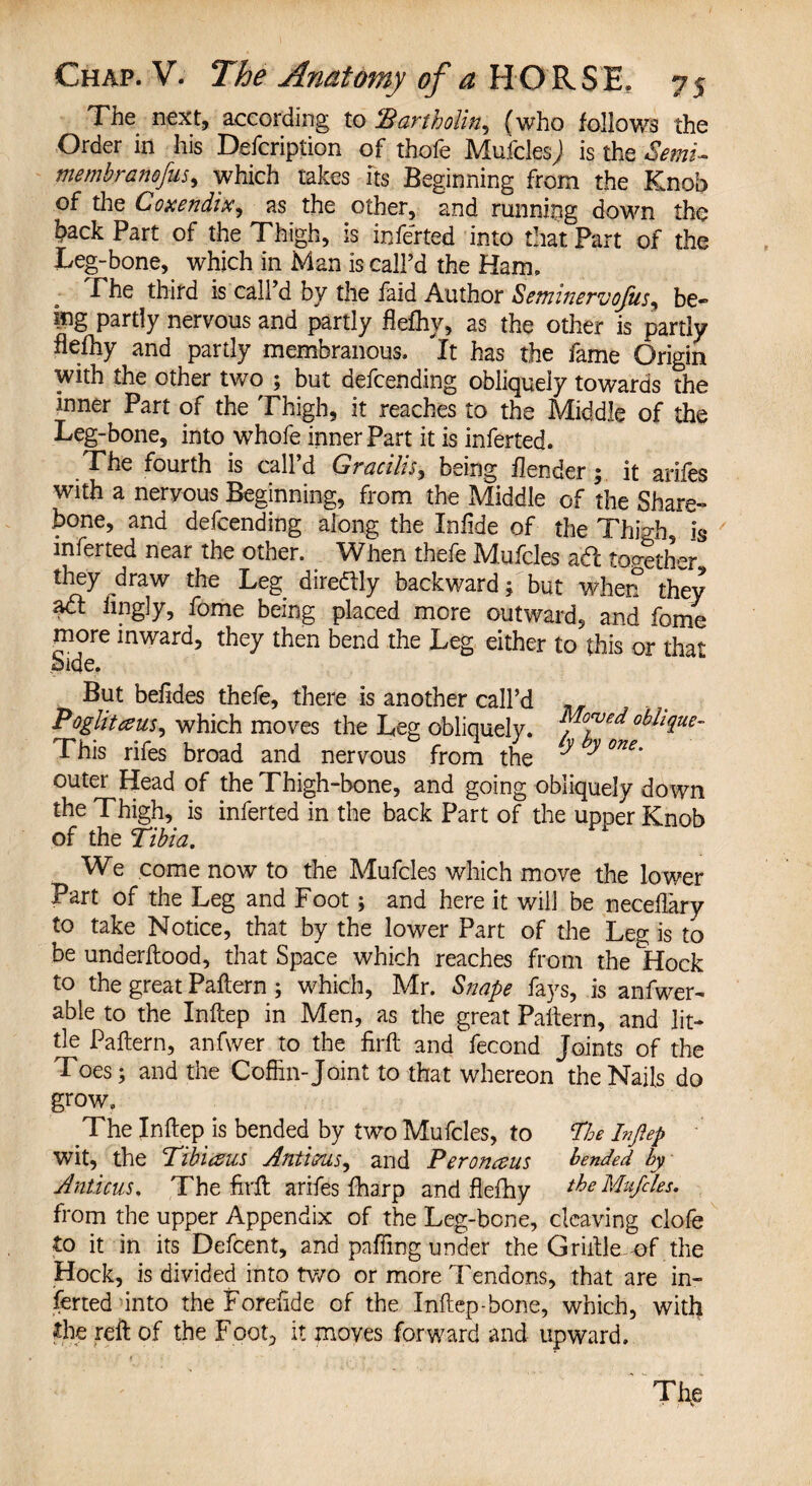 The next, according to Bartholin, (who follows the Order in his Defcription of thofe Mufcles) is the Semi- membranofus, which takes its Beginning from the Knob of the Coxendix, as the other, and running down the back Part of the Thigh, is inferted into that Part of the Leg-bone, which in Man is call’d the Ham, .The third is call’d by the faid Author Semiitervofus, be- ing partly nervous and partly flefhy, as the other is partly flefhy and partly membranous, it has the fame Origin with the other two ; but defending obliquely towards the inner Part of the Thigh, it reaches to the Middle of the Leg-bone, into whofe inner Part it is inferted. The fourth is call’d Gracilis, being {lender; it arifes with a nervous Beginning, from the Middle of the Share- hone, and defcending along the Inflde of the Thigh is inferted near the other. When thefe Mufcles ad toother they draw the Leg diredly backward; but when they ad iingly, fome being placed more outward, and fome more inward, they then bend the Leg either to this or that hide. But befides thefe, there is another call’d Poglitceus, which moves the Leg obliquely. Moved obhque- This rifes broad and nervous from the ^ ^ °ne' outer Head of the Thigh-bone, and going obliquely down the Thigh, is inferted in the back Part of the upper Knob of the Tibia. We come now to the Mufcles which move the lower Part of the Leg and Foot; and here it will be neceflary to take Notice, that by the lower Part of the Leg is to be underflood, that Space which reaches from the Iffock to the great Paflern; which, Mr. Snape fays, is anfwer- able to the Inftep in Men, as the great Pattern, and lit¬ tle Pattern, anfwer to the firft and fecond Joints of the Toes; and the Coffin-Joint to that whereon the Nails do grow. The Inftep is bended by two Mufcles, to Toe Injlep wit, the Tibicsus Antious, and Peronceus bended by Anticus. The firft arifes fharp and flefhy the Mufcles, from the upper Appendix of the Leg-bone, cleaving clofe to it in its Defcent, and patting under the Griftle of the Hock, is divided into two or more Tendons, that are in¬ ferted into the Foreflde of the Inftep-bone, which, with the reft of the Foot, it moves forward and upward. ' Thye