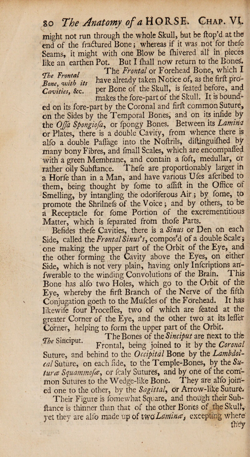 might not run through the whole Skull, but be ftop’d at the end of the fradtured Bone; whereas if it was not for thefe Seams, it might with one Blow be (hivered all in pieces like an earthen Pot. But I fhall now return to the Bones?. , The Frontal or Forehead Bone, which I » * 3/A its have already taken Notice of, as the firft pro- Sc per Bone of the Skull, is feated before, and makes the fore-part of the Skull. It is bound¬ ed on its fore-part by the Coronal and firft common Suture, on the Sides by the Temporal Bones, and on its infide by the OJfa Spongiofa, or fpongy Bones. Between its Lamina or Plates, there is a double Cavity, from whence there is alfo a double Paftage into the Noftrils, diftinguifhed by many bony Fibres, and fmall Scales, which are encompafl'ed with a green Membrane, and contain a foft, medullar, or rather oily Subftance. Thefe are proportionably larger in a Horfe than in a Man, and have various Ufes afcribed to them, being thought by fome to allift in the Office of Smelling, by intangling the odoriferous Air; by fome, to promote the Shrilnefs of the V oice; and by others, to be a Receptacle for fome Portion of the excrementitious Matter, which is feparated from thofe Parts. Befides thefe Cavities, there is a Sinus or Den on each Side, called the Frontal Sinus’j, compos'd of a double Scale's one making the upper part of the Orbit of the Eye, and the other forming the Cavity above the Eyes, on either Side, which is not very plain, having only Infcriptions au- fwerable to the winding Convolutions of the Brain. This Bone has alfo two Holes, which go to the Orbit of the Eye, whereby the firft Branch of the Nerve of the fifth Conjugation goeth to the Miifcles of the Forehead. It has likewife four Procefles, two of which are feated at the greater Corner of the Eye, and the other two at its lefier Corner, helping to form the upper part of the Orbit. err a- - The Bones of the Sinciput are next to the e inclPu ' Frontal, being joined to it by the Coronal Suture, and behind to the Occipital Bone by the LambdoF cal Suture, on each fide, to the Temple-Bones, by the S#- tara Squammofce, or fcaly Sutures, and by one of the com¬ mon Sutures to the Wedge-like Bone. They are alfo join¬ ed one to the other, by the Sagittal, or Arrow-like Suture. Their Figure is fome what Square, and though their Sub¬ ftance is thinner than that of the other Bones of the Skull, yet they are alfo made up of tvvo'Lamina$ excepting where