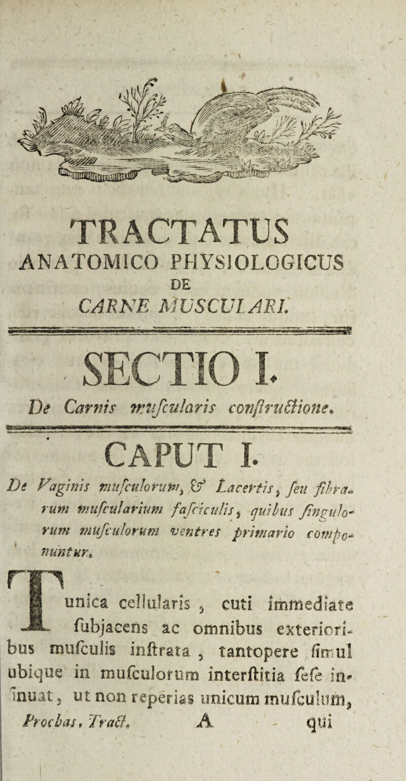 TRACTATUS ANATOMICO PHYSIOLOGICUS DE CARNE MUSCULARI. SECTIO I. De Carnis ?rufcularis conflriiSlione♦ nnsf wiiumi ».». ***1 iin.pr»iii CAPUT I. De Vaginis tnitfculorupr>$f Lacertis % jeu fibra¬ rum tnufculavium fafciculis > cjuilus finguh- rum mufculorum ventres primario covipo* nvintur. np ■■■ • g unica cellularis , cuti immediate •J®- fubjacens ac omnibus exteriori¬ bus mufculis inftrata , tantopere firrul ubique in muteulorum interftitia fefe in* inuat 3 ut non reperias unicum mufculum, Procbas, Irati, A - qui