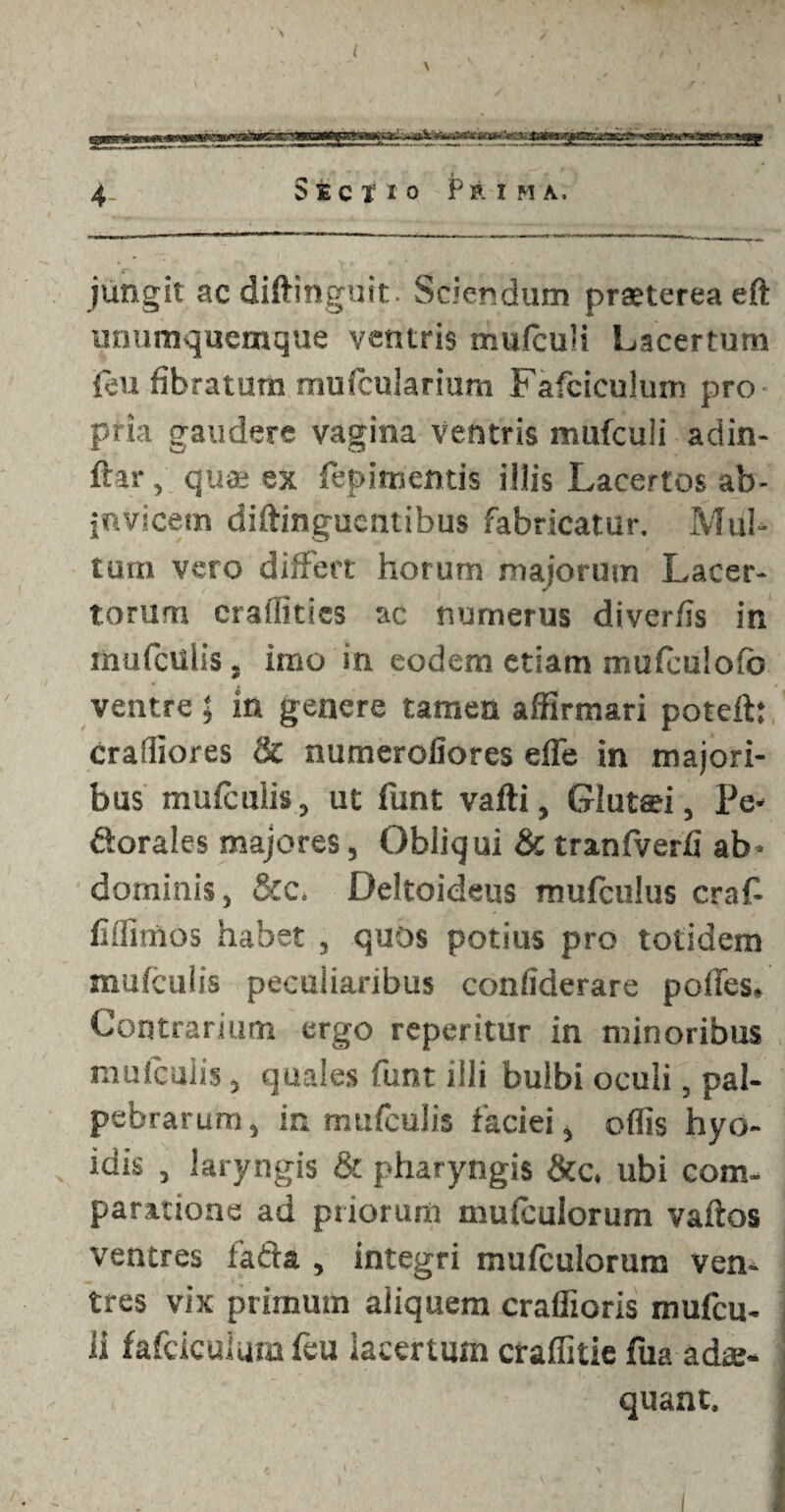 jungit acdiftinguit. Sciendum praeterea eft unumquemque ventris mufculi Lacertum {eu fibratum mufcuiarium Fafciculum pro pria gaudere vagina Ventris mufculi adin- ftar , qu* ex fepimentis illis Lacertos ab- jnvicem diftingucntibus fabricatur. Mul¬ tum vero differt horum majorum Lacer¬ torum craflities ac numerus diverfis in mufciilis, imo in eodem etiam mufeulofb ventre ; in genere tamen affirmari poteftt craffiores & numeroliores efle in majori¬ bus mufculis, ut funt vafti, Glutsei, Pe- dorales majores, Obliqui & tranfverfi ab¬ dominis, &c. Deltoideus mufculus craf fiflimos habet , quos potius pro totidem mufculis peculiaribus confiderare polles. Contrarium ergo reperitur in minoribus mufculis, quales funt illi bulbi oculi, pal¬ pebrarum, in mufculis faciei, offis hyo- idis , laryngis & pharyngis &c. ubi com¬ paratione ad priorum mufculorum vaftos ventres fafta , integri mufculorum ven¬ tres vix primum aliquem craflioris mufcu¬ li fafciculum feu lacertum crafiitie fua adee- quant.