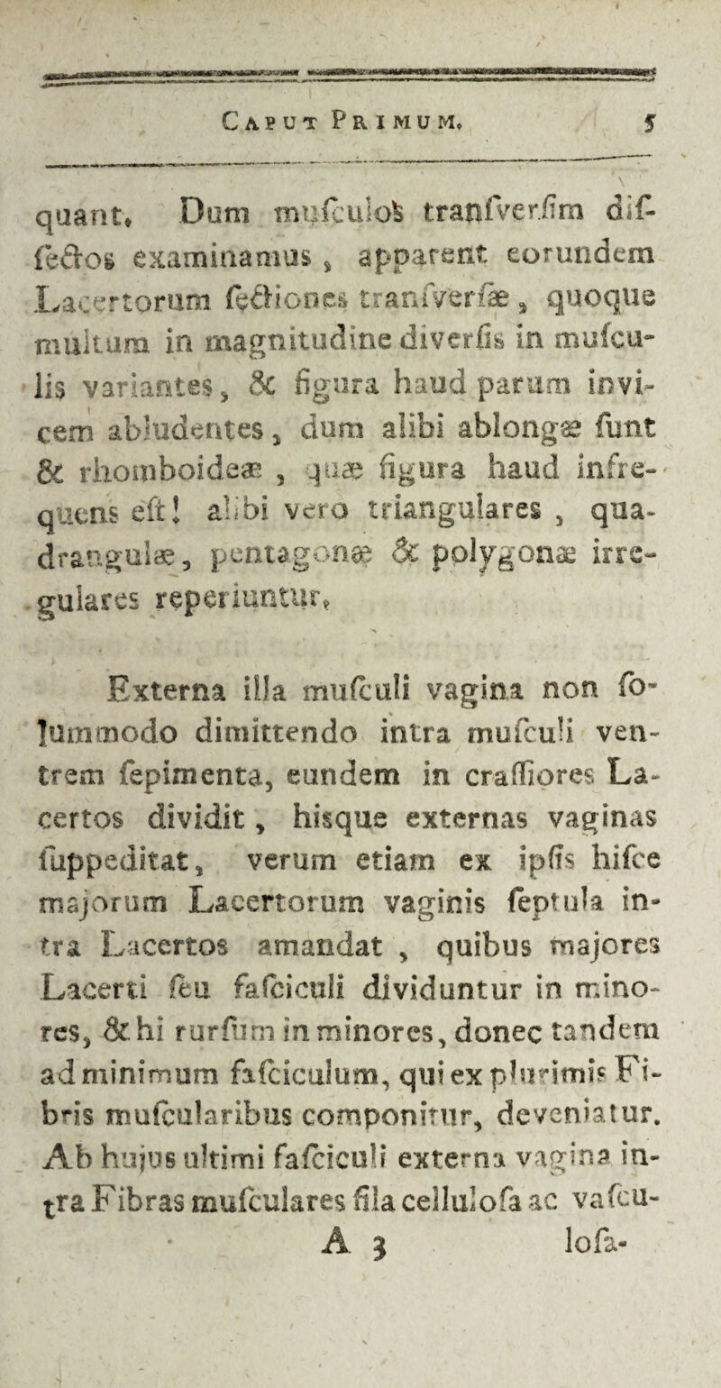 quant. Dum mqfculofc traofVer.fim dif- fedos examinamus, apparent eorundem La-rtorum fe&iones tranfverfifi , quoque multum in magnitudine diverfi» in mufcu- iis variantes, & figura haud parunt invi¬ cem abludentes, dura alibi ablongse funt & rhomboideae , quae figura haud infre¬ quens eft! alibi vero triangulares , qua¬ drangula, pentagona? <5c polygona irre¬ gulares reperiuntur. Externa illa mufculi vagina non fo- luramodo dimittendo intra mufculi ven¬ trem fepimenta, eundem in crafiiores La¬ certos dividit, hisque externas vaginas fuppeditat, verum etiam ex ipfis hifce majorum Lacertorum vaginis feptula in¬ tra Lacertos amandat , quibus majores Lacerti fcu fafciculi dividuntur in mino¬ res, &hi rurfum in minores, donec tandem ad minimum fafciculum, qui ex pbirimis Fi¬ bris mufcularibus componitur, deveniatur. Ab hujus ultimi fafciculi externa vagina in¬ tra Fibras mufculares fila cellulofa ac vafeu-