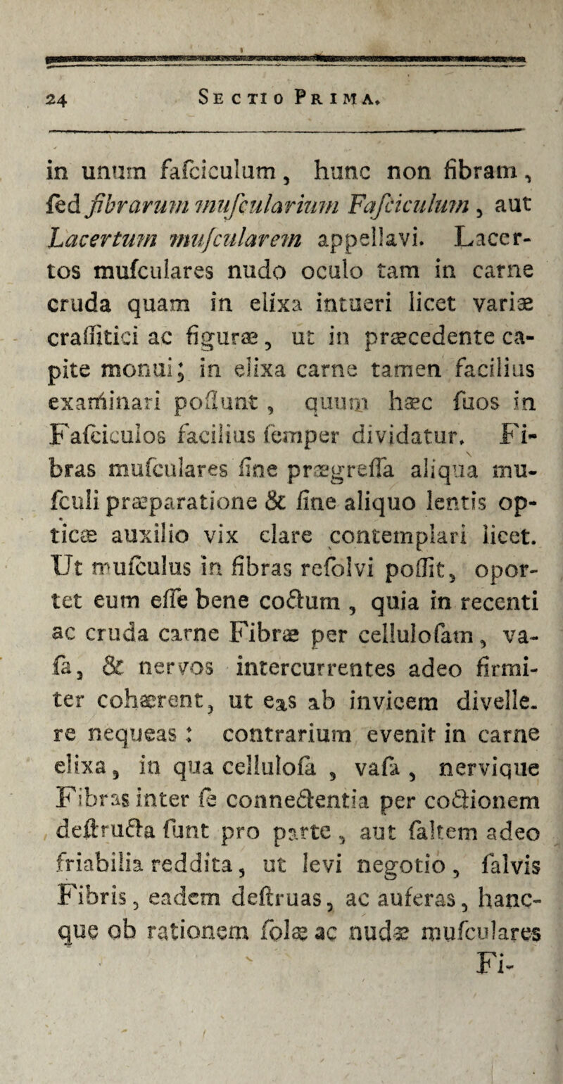 in unum falciculam, hunc non fibram, fed fibrarum mufcularium Fafckulum , aut Lacertum mufcularem appellavi. Lacer¬ tos mufculares nudo oculo tam in carne cruda quam in elixa intueri licet variae craflltici ac figurae, ut in praecedente ca¬ pite monui; in elixa carne tamen facilius exanimari poflunt , quum ha»c fuos in Faiciculos facilius femper dividatur. Fi- bras mufculares fine praegreffa aliqua inu- fenii praeparatione & fine aliquo lentis op- • ticcs auxilio vix clare contemplari iicet. IJt mufculus in fibras refolvi poffit, opor¬ tet eum effe bene co&um , quia in recenti ac cruda carne Fibrae per celfulofam, va- fa3 & nervos intercurrentes adeo firmi¬ ter cohaerent, ut eas ab invicem divelle, re nequeas: contrarium evenit in carne elixa 3 in qua cellulofii , vafa , nervique Fibras inter fe connedentia per cothonem deftrufl-a fiant pro parte , aut faltem adeo friabilia reddita, ut levi negotio, falvis Fibris, eadem deftruas, ac auferas, hanc- que ob rationem fiolae ac nudae mufculares Fi-