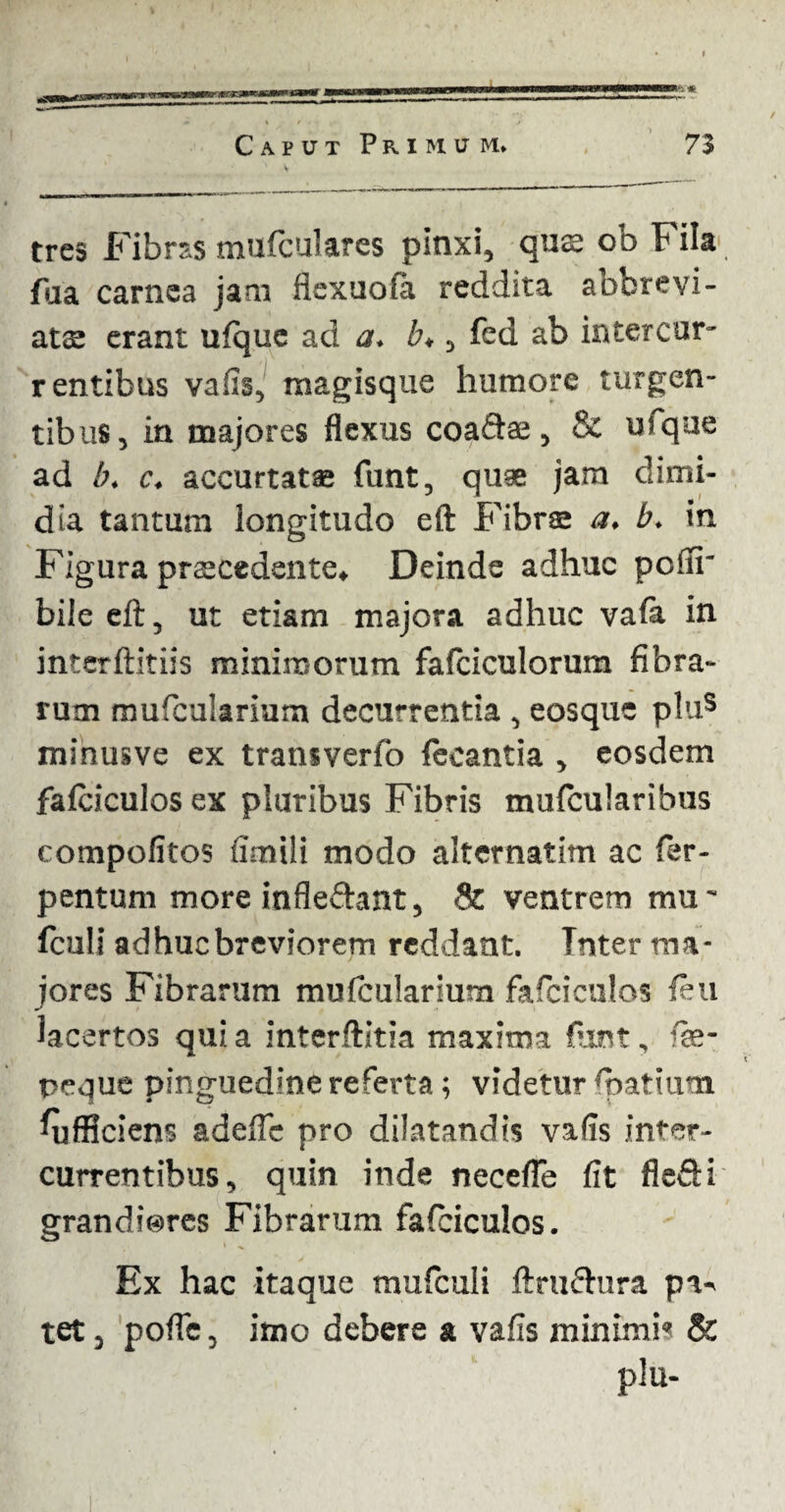 tres Fibras mufculares pinxi, qus ob Fila fua carnea jam flexuofa reddita abbrevi¬ ate erant ufque ad a, b,, fed ab intercur¬ rentibus vafis, magisque humore turgen¬ tibus, in majores flexus coaftae , & ufqae ad /;. c. accurtat® funt, quae jam dimi¬ dia tantum longitudo eft Fibrae a. b. in Figura prscedente, Deinde adhuc poiii' bile eft, ut etiam majora adhuc vala in interftitiis minimorum fafciculorum fibra¬ rum muficularium decurrentia , eosque plus minusve ex transverfo fecantia , eosdem fafticulos ex pluribus Fibris mufcularibus compofitos umili modo alternatim ac fer- pentum more infle&ant, 8c ventrem mu ~ fculi ad huc breviorem reddant. Tnter ma¬ jores Fibrarum mulcularium fafeiculos fini lacertos quia interftitia maxima fiant, fte- peque pinguedine referta; videtur fiaatium Afficiens adefle pro dilatandis vafis inter¬ currentibus, quin inde necefle fit flefti grandi@res Fibrarum fafciculos. Ex hac itaque mulculi ftrufhira pa^ tet, pofle, imo debere a vafis minimis & plu-