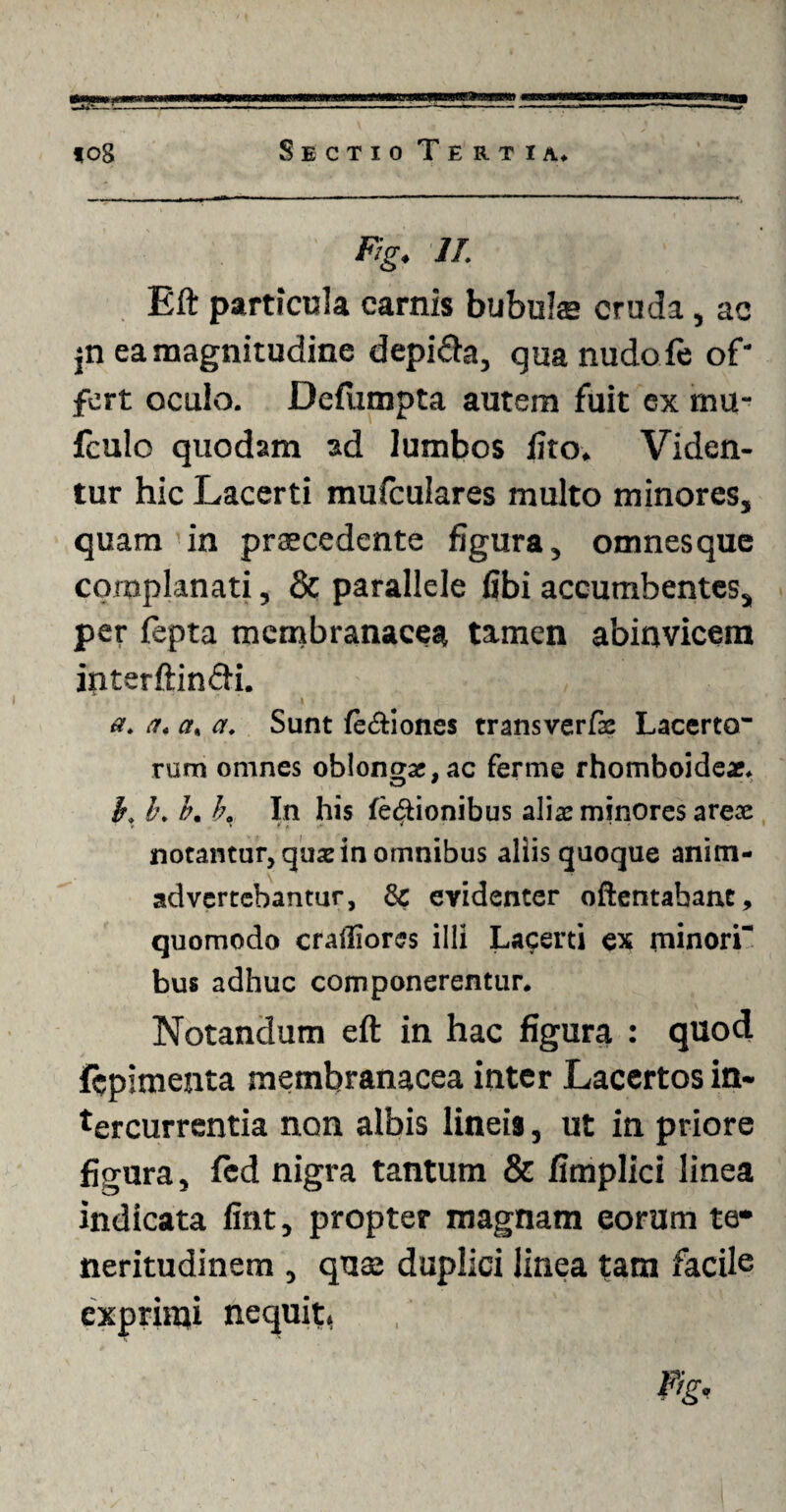 m -.... - ■ ——- ..■■■■; — — ■ ■ ■ ' •' - ■■ — to8 Sectio Tertia* %♦ //. Eft particula carnis bubula» cruda, ac pi ea magnitudine depi&a, quanudofe of' fert oculo. Defumpta autem fuit ex mu- fculo quodam ad lumbos lito. Viden¬ tur hic Lacerti mulculares multo minores, quam in praecedente figura, omnes que complanati, & parallele fibi accumbentes, per lepta membranacea tamen abinvicem interftindi. a. a. et, et. Sunt le&iones transverfe Lacerto* rum omnes obiongse.ac ferme rhomboideae. i, l\ b. b. In his fe&ionibus alias minores areae notantur, quae in omnibus aliis quoque anim¬ advertebantur, 8c evidenter oftentabanc, quomodo crailiores illi Lacerti ex minori- bus adhuc componerentur. Notandum eft in hac figura : quod fcpimenta membranacea inter Lacertos in¬ tercurrentia non albis lineis, ut in priore figura, led nigra tantum & fimplici linea indicata fint, propter magnam eorum te* neritudinem , quae duplici linea {atn facile exprimi nequit, , . f'g<