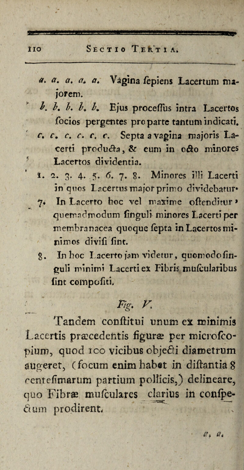 \ iio Sectio TeKtia* a> a* Vagina fepiens Lacertum ma¬ jorem. L b. b. b. I» Ejus proceflus intra Lacertos focios pergentes pro parte tantum indicati. f. c# c. c. r. c. Septa a vagina majoris La¬ certi producta, & eum in o&o minores Lacertos dividentia. i. a. 3. 4. 5. 6. 7. 8* Minores illi Lacerti in quos l acertus major primo dividebatur» 7« In Lacerto hoc vel maxime offenditur > quemadmodum finguli minores Lacerti per membranacea quoque fepta in Lacertos mi¬ nimos divifi fint. g. In hoc lacerto jam videtur, quomodo fin¬ guli minimi Lacerti ex Fibris mufcularibus fint compofiti, Ftg. V. Tandem conflitui unum ex minimis Lacertis praecedentis figurae per microfco- pium, quod ico vicibus obje&i diametrum auperet. (focum enim habet in diftantia8 rentefunarura partium pollicis,) delineare, quo Fibrae mufculares clarius in confpe- dum prodirent. Ut 0,