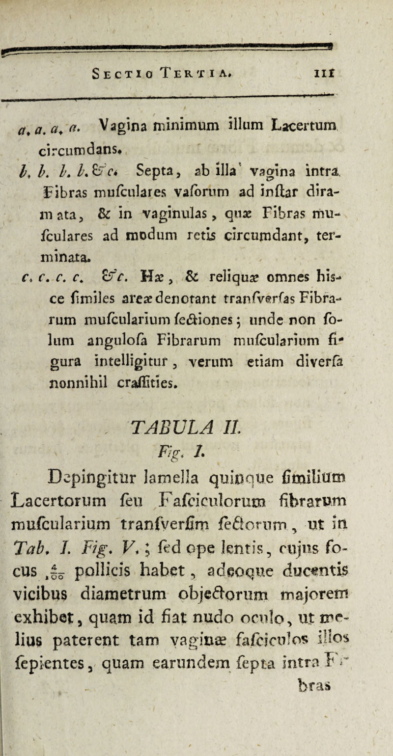 a. a. a. a. Vagina minimum illum Lacertum circumdans* l, b. I. l\&cs Septa, ab illa vagina intra Fibras mulculares vaforum ad inftar dira- mata, & in vaginulas, qux Fibras mu- fculares ad modum retis circumdant, ter¬ minata. c> c. c. c. ifc. Hac, & reliqua? omnes his¬ ce fimiles area? denotant tranArerfas Fibra¬ rum mufcularium fe&iones; unde non fo- lum angulofa Fibrarum mnfcularnim fi** gura intelligitur, verum etiam diverfa nonnihil craffities. . TABULA II. Fig. 1. ' Depingitur lamella quinque Cmilium Lacertorum {eu Fafciculorum fibrarum 1 * . I mufcularium tranfyerfim {edorum, ut in 7ab. I. Fig. V.; ft:d ope lentis, cujus fo¬ cus pollicis habet, a deoque ducentis vicibus diametrum objedorum majorem exhibet, quam id fiat nudo oculo, ut me¬ lius paterent tam vaginae fafciculos illos fepientes, quam earundem fepta intra I bras
