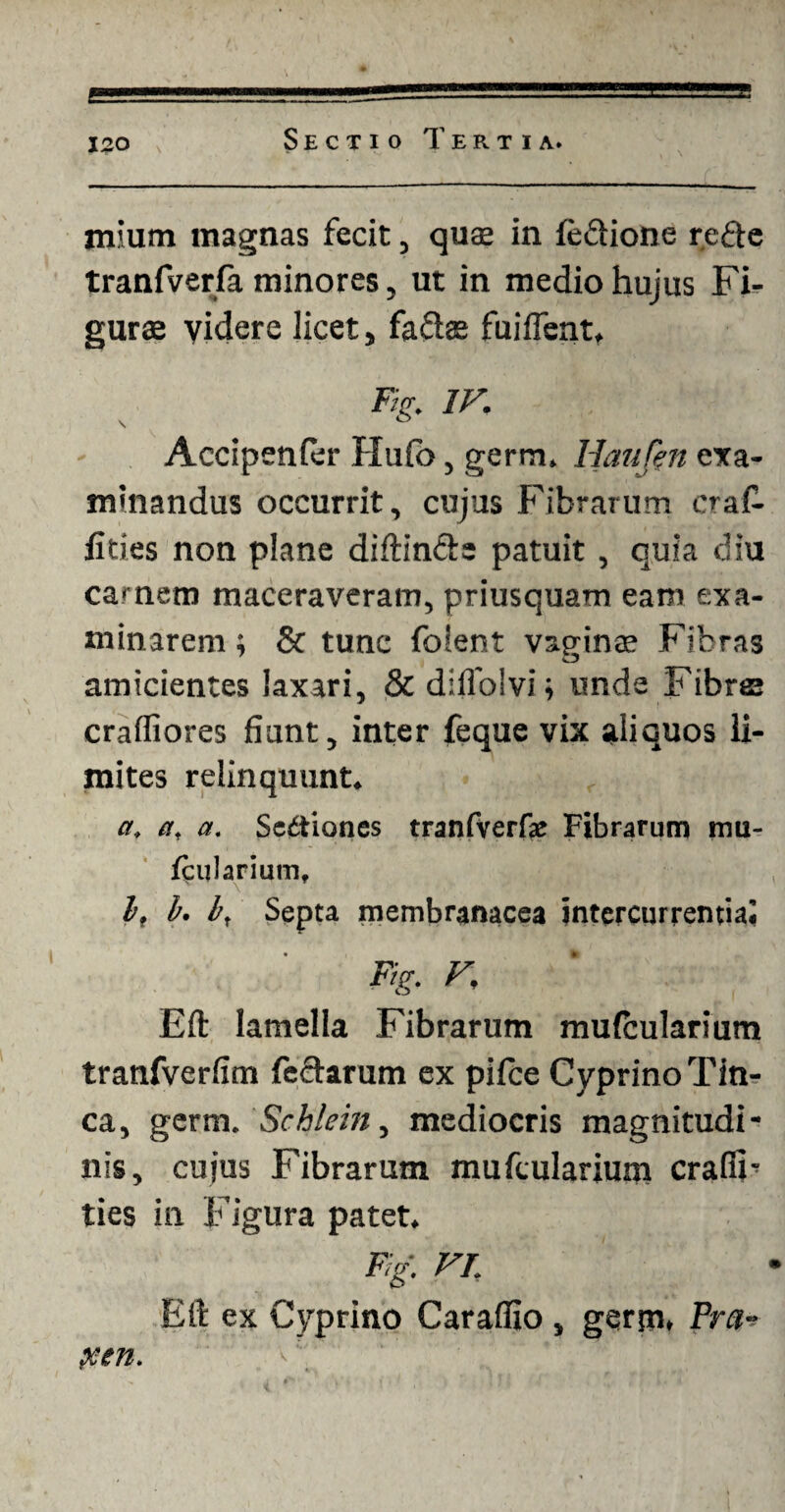 mium magnas fecit, quas in le&ione r.efte tranfverfa minores, ut in medio hujus Fi¬ gurae yidere licet, faftse fuiffent, Fig. IV. Accipenfer Hufo, germ. Haufin exa¬ minandus occurrit, cujus Fibrarum cra£ fities non plane diftin&e patuit, quia diu carnem maceraveram, priusquam eam exa¬ minarem ; & tunc foient vaginae Fibras amicientes laxari, & dilfolvi; unde Fibree crafliores fiunt, inter feque vix aliquos li¬ mites relinquunt. a. a, a. Seitiones tranfverfat Fibrarum mu- fcularium, l. b. b, Septa membranacea intercurrentia: Fig. V. Eli lamella Fibrarum mulcularium tranfverfim feclarum ex pilee Cyprino Tin¬ ca, germ. Schlein, mediocris magnitudi¬ nis, cujus Fibrarum mufcularium cralfi-' ties in Figura patet. Fig. VI. Eli ex Cyprino Caraffio, germ, Pra- ?sen.