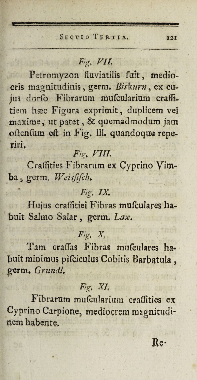 «22 Ftg. VIL o Petromyzon fluviatilis fuit, medio¬ cris magnitudinis, germ, Biskurn, ex cu¬ jus dorfo Fibrarum mufcularium crafli- tiem hsec Figura exprimit, duplicem vei maxime, ut patet, & quemadmodum jam oitenfum eft in Fig. 111, quandoque repe- riri. Fis;, FIII. Craflities Fibrarum ex Cyprino Vim- ba j germ. Weisfifch» Fig. IX. Hujus craflitiei Fibras mufculares ha¬ buit Salmo Salar, germ. Lax. Fig. X Tam craflas Fibras mufculares ha¬ buit minimus pifciculus Cobitis Barbatula, germ, Grundl. r'; r '■ ’ ! ; ; j i Fig. XI. Fibrarum muleulariuin craflities ex Cyprino Carpione, mediocrem magnitudi¬ nem habente. I