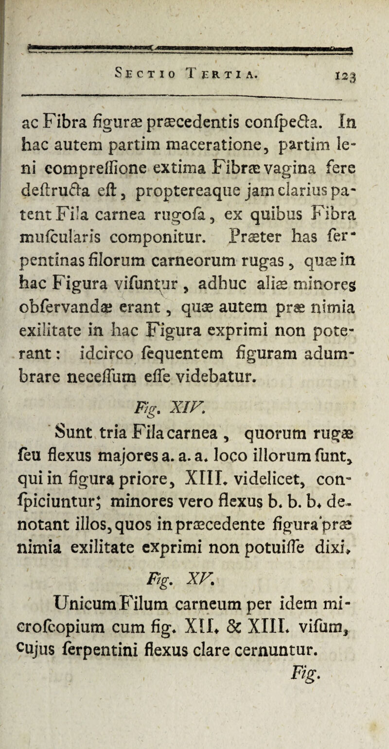 ac Fibra figuras praecedentis confpefta. In hac autem partim maceratione, partim le¬ ni comprelfione extima Fibrae vagina fere deftrufta eft, proptereaque jam clarius pa¬ tent Fila carnea rugofa, ex quibus Fibra mufcularis componitur. Prster has fer* pentinas filorum carneorum rugas, quas in hac Figura vifunpur , adhuc alias minores obfervandte erant, quas autem prae nimia exilitate in hac Figura exprimi non pote¬ rant : idcirco fequentem figuram adum¬ brare necefium efle videbatur. Ftg. XIV. Sunt tria Fila carnea , quorum rugas feu flexus majores a. a. a. loco illorum funt, qui in figura priore, XIII. videlicet, con- Ipiciuntur; minores vero flexus b. b. b. de¬ notant illos, quos inprascedente figurapras nimia exilitate exprimi non potuifle dixi» Ftg. XV. Unicum Filum carneum per idem mi- crolcopium cum fig. XII. & XIII. vifum, cujus ferpentini flexus clare cernuntur. Fig.
