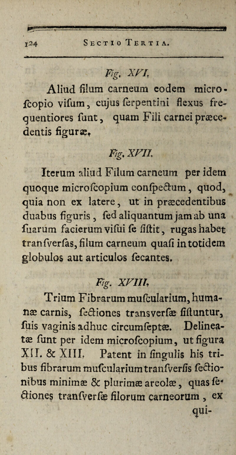 Eg, XFl Aliud filum carneum eodem micro- fcopio vifum, cujus lerpentiui flexus fre- quentiores funt, quam Fili carnei praece¬ dentis figurae» Ftg. XFII. Iterum aliud Filum carneum per idem quoque microfcopium conlpeftum, quod, quia non ex latere, ut in praecedentibus duabus figuris, fed aliquantum jam ab una fiiarum facierum vifui le liftit, rugas habet tranfverfas, filum carneum quafi in totidem globulos aut articulos fecantes. Ftg. XFIII. Trium Fibrarum mulcularium, hutna- nae carnis, fe&iones transverfe fiftuntur, fuis vaginis adhuc circumfeptse. Delinea¬ te funt per idem microfcopium, ut figura Xsl. & XIII, Patent in lingulis his tri¬ bus fibrarum mulcularium tranfverlis legio¬ nibus minimae & plurimae areolae, quasle* ftiones tranfverfae filorum carneorum , ex qui-