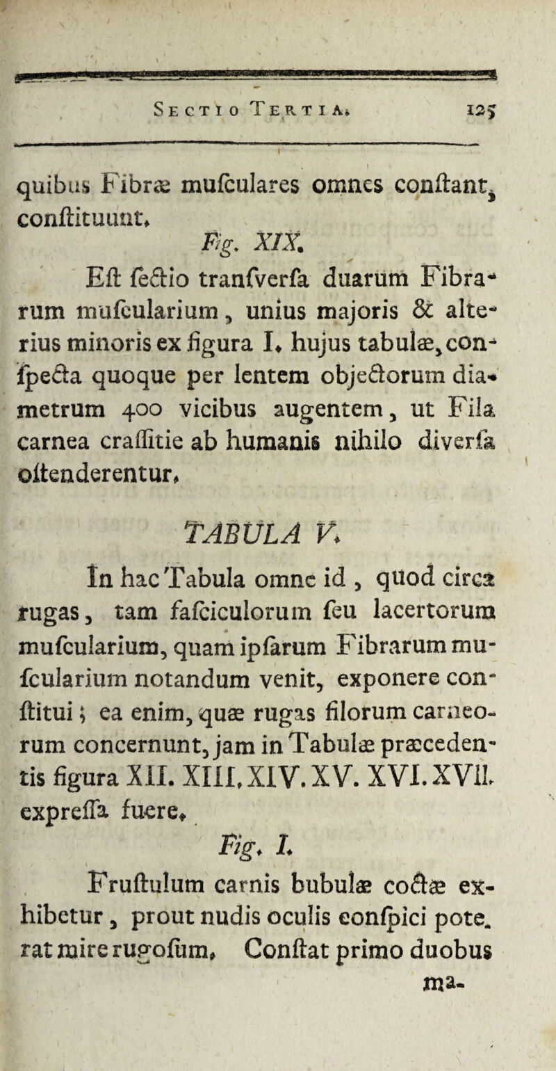 quibus Fibro mulculares omnes conflant^ conftituunt, Fig. XIX. Eft fe£tio tranfverfa duarum Fibra¬ rum mufcularium , unius majoris & alte¬ rius minoris ex figura I, hujus tabulas, con- fpe&a quoque per lentem obje&orum dia* metrum 400 vicibus augentem, ut Fila carnea craffitie ab humanis nihilo diverfa offenderentur, TABULA V, In hac Tabula omne id , quod circa rugas, tam fafciculorum feu lacertorum * mufcularium, quam ipfarum Fibrarum mu- fcularium notandum venit, exponere con- ftitui; ea enim, quas rugas filorum carneo¬ rum concernunt, jam in Tabulas proceden¬ tis figura XII. XIII, XIV. XV. XVI.XV1L expreffa fuere, Fig. L Fruftulum carnis bubulas co&as ex¬ hibetur , prout nudis oculis eonlpici pote, rat mire rugofum, Conftat primo duobus ma-