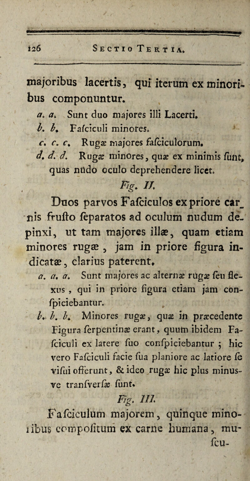 majoribus lacertis 3 qui iterum ex minori- bus componuntur. a. a* Sunt duo majores illi Lacerti* b. I♦ Fafciculi minores* r. r. c* Ruga: majores fafciciilorum. d. d. J. Ruga: minores, qua: ex minimis Cutit, quas ntido oculo deprehendere licet* Ftg. II Duos parvos Fafciculos ex priore car_ nis frufto feparatos ad oculum nudum de¬ pinxi, ut tam majores illae, quam etiam minores rugae , jam in priore figura in¬ dicatae , darius paterent* a. a. Sunt majores ac alterna: ruga: feu fle¬ xus , qui in priore figura etiam jam con- fpiciebantur* l> l. h Minores ruga:, qua: in praecedente Figura ferpentinae erant, quum ibidem Fa- fciculi ex latere fuo confpiciebantur ; hic vero Fafciculi facie fua planiore ac latiore fe vifui offerunt, & ideo,ruga: hic plus minus- ve tranfverfas funt* Ftg. 111 Fafciculum majorem, quinque mino- nbus compofitum ex carne humana, mu- fcu-