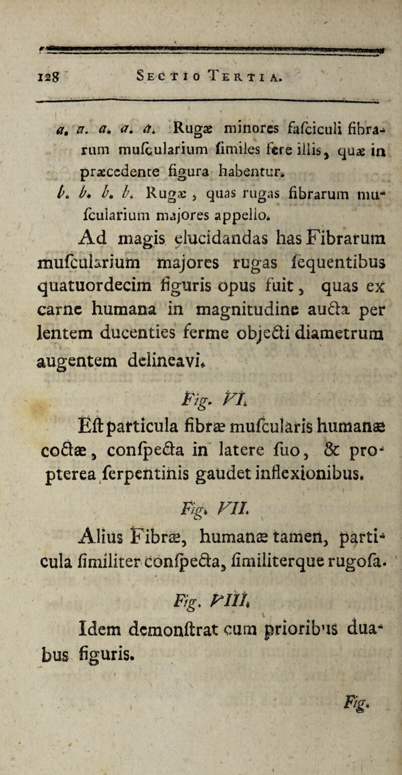 a. a. a. a. a. Rugae minores fafciculi fibra¬ rum mufcularium fimiies fere illis, quae in praecedente figura habentur. b. b. b. b. Rugae , quas rugas fibrarum niu- fculariuni majores appello. Ad magis elucidandas has Fibrarum mufcularium majores rugas fequentibus quatuordecim figuris opus fuit, quas ex carne humana in magnitudine aufta per lentem ducenties ferme obje&i diametrum augentem delineavi, Fig. VI. Eft particula fibrae mufcularis humanae coftae, confpeda in latere fuo, & pro* pterea ferpentinis gaudet inflexionibus, Fig> VII, Alius Fibns, humanae tamen, parti¬ cula fimiliter confpefta, limiliterque rugofa. Fig. VIIIi Idem dcmonftrat cum prioribus dua* bus figuris. Vg. i