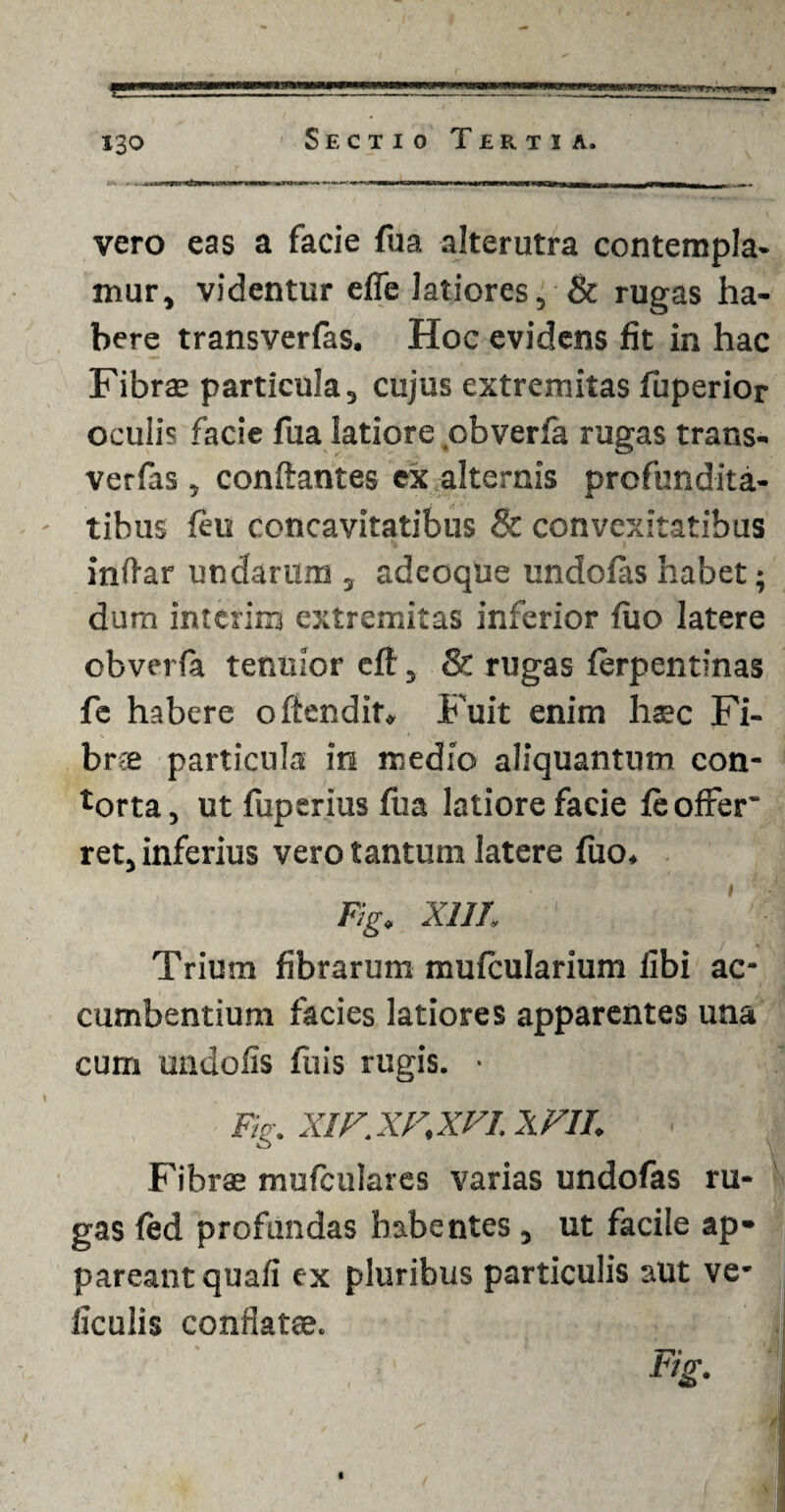 f*. 'J *y,v»-«rf 130 ' Sectio Teru j. vero eas a facie fua alterutra contempla¬ mur, videntur effe latiores, & rugas ha¬ bere transverfas. Hoc evidens fit in hac Fibra? particula, cujus extremitas fuperior oculis facie fua latiore obverfa rugas trans¬ verfas , conflantes ex alternis profundita¬ tibus ftu concavitatibus & convexitatibus inftar undarum , adeoque undofas habet; dum intcrim extremitas inferior luo latere obverfa tenuior eff, & rugas ferpentlnas fe habere offendit» Fuit enim ha?c Fi- brce particula irs medio aliquantum con¬ torta, ut fuptrius fua latiore facie fe offer' ret, inferius vero tantum latere fuo. Fig. XIII. ' ' ' • Trium fibrarum mufcularium fibi ac¬ cumbentium facies latiores apparentes una cum imdofis fliis rugis. • Fig, XIF.XF,XVI. XVII Fibra? mufculares varias undofas ru¬ gas fed profundas habentes , ut facile ap¬ pareant quafi ex pluribus particulis aut ve- ficulis confiat®.