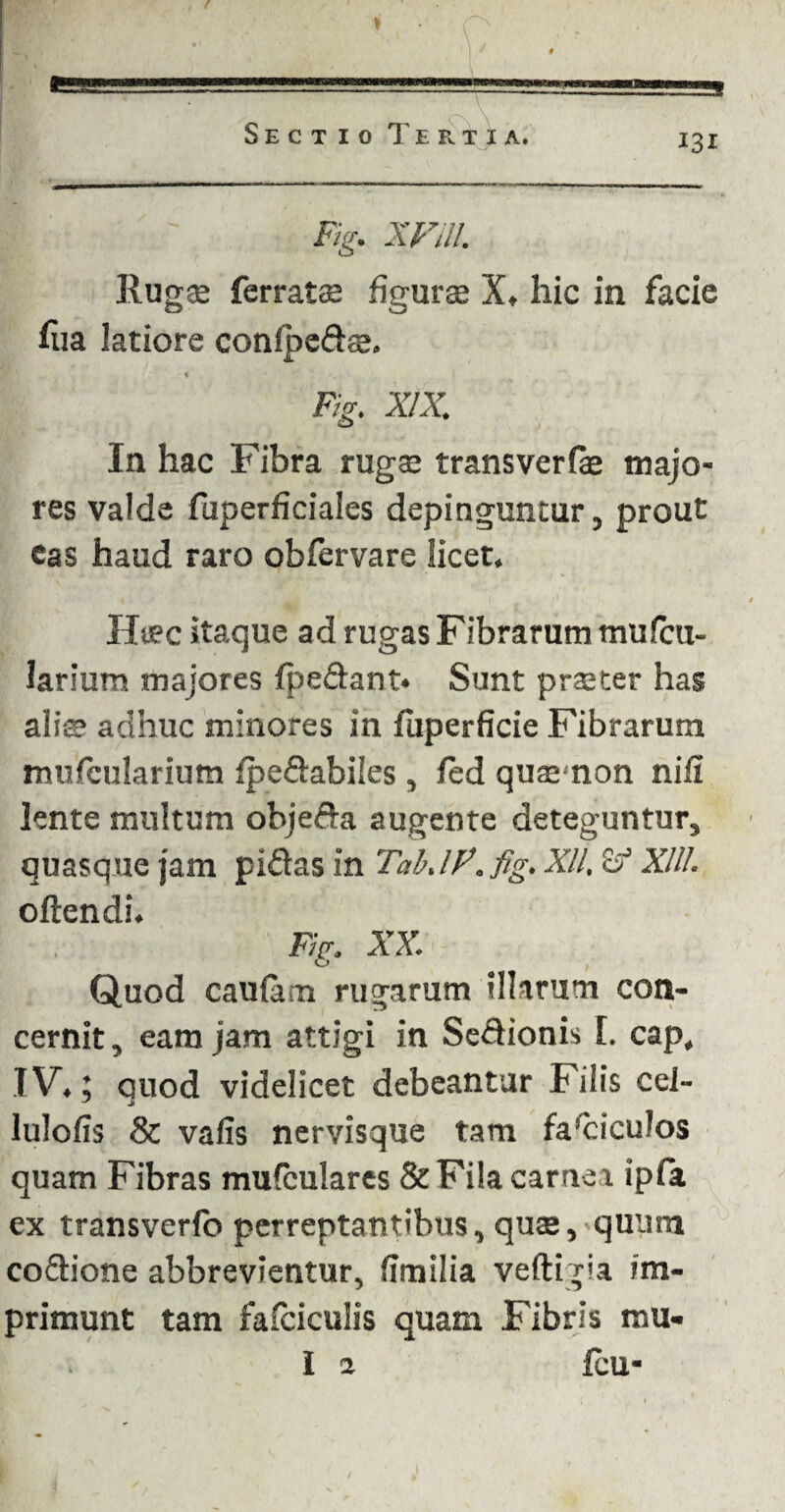 Fig. XFill. Rugae ferrata figuras X, hic in facie hia latiore confpedas. Fig. XIX. In hac Fibra rugae transverfas majo¬ res valde fuperficiales depinguntur, prout eas haud raro oblervare licet. Haec itaque ad rugas Fibrarum mu(cu- larium majores fpedant* Sunt praster has alis adhuc minores in fuperficie Fibrarum mufcularium fpe&abiles , fed quasmon nifi lente multum objefta augente deteguntur, quasque jam pidas in Tai. IP. fig. XI/. Sf XII/. oftendi. Fig. XX. Quod caufam rugarum illarum con¬ cernit , eam jam attigi in Senionis I. cap, IV,; quod videlicet debeantur Filis cel- lulofis & vafis nervisque tam fasciculos quam Fibras mufculares & Fila carnea ipfa ex transverfo perreptantibus, quas, quurti codione abbrevientur, (tmilia veftigia im¬ primunt tam falciculis quam Fibris mu- I a fcu-