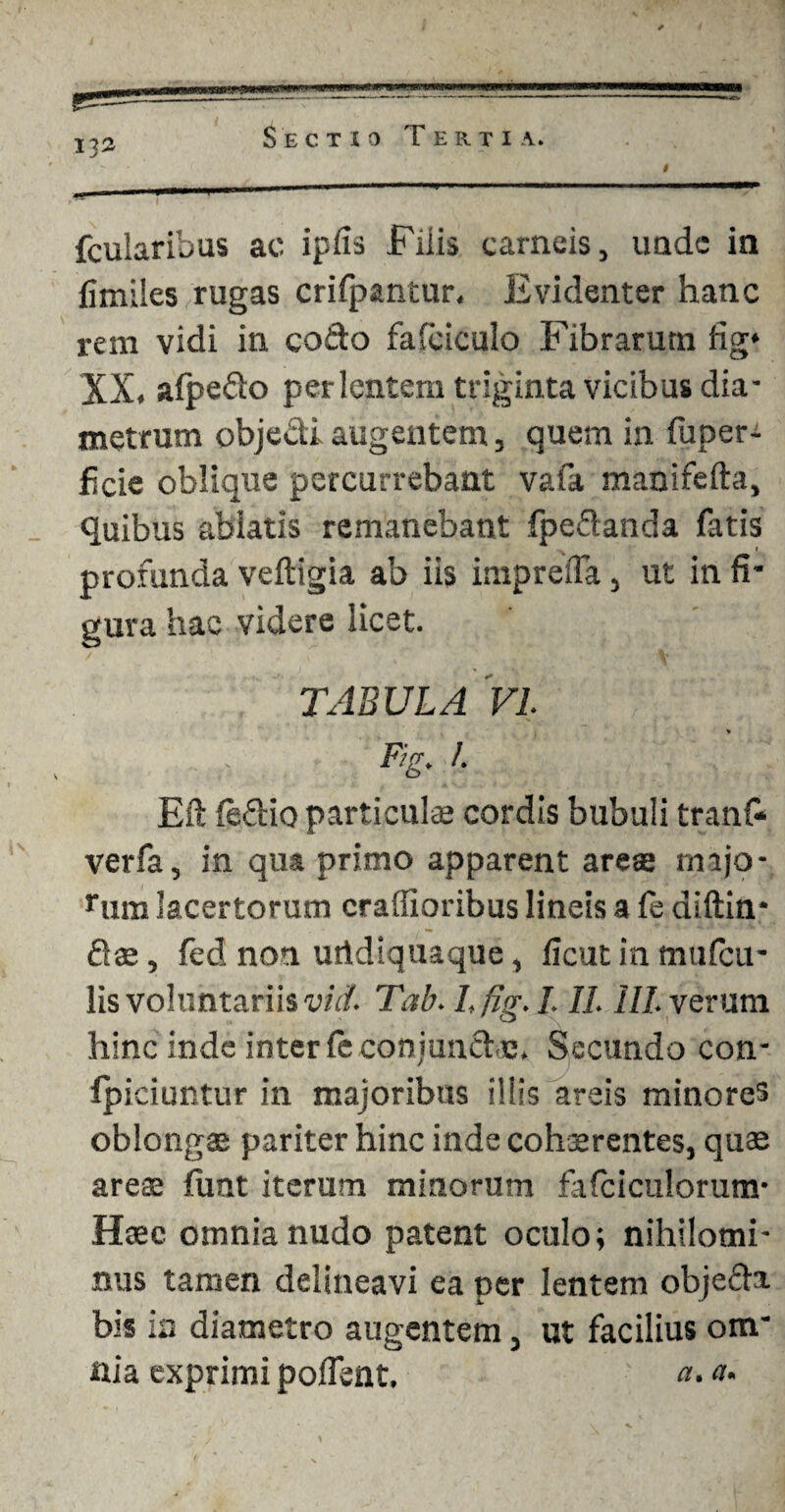 132 fcularibus ac ipfis Filis carneis, unde in limiles rugas crifpantur. Evidenter hanc rem vidi in codo fafciculo Fibrarutn fig‘ XX. afpedo per lentem triginta vicibus dia¬ metrum obje&i augentem, quem in luper-i fi cie oblique percurrebant vafa manifefta, quibus ablatis remanebant fpe&anda fatis 1 profunda veftigia ab iis impreiTa , ut in fi* gura hac videre licet. TABULA VI. . Fig. !. Eft fedio particulae cordis bubuli tranf* verfa, in qua primo apparent ares mijo- rura lacertorum crafiioribus lineis a fe aiftin* fiae, fed non utidiquaque, ficutinmufcu* lis voluntariis vid. Tab. I.fig. 1.11.111. verum hinc inde inter fe conjunct e. Secundo con- fpiciuntur in majoribus illis areis minores oblongae pariter hinc inde cohaerentes, quae areae firnt iterum minorum fafciculorum- Haec omnia nudo patent oculo; nihilomi¬ nus tamen delineavi ea per lentem objefta. bis in diametro augentem, ut facilius om* aia exprimi polfent. a-