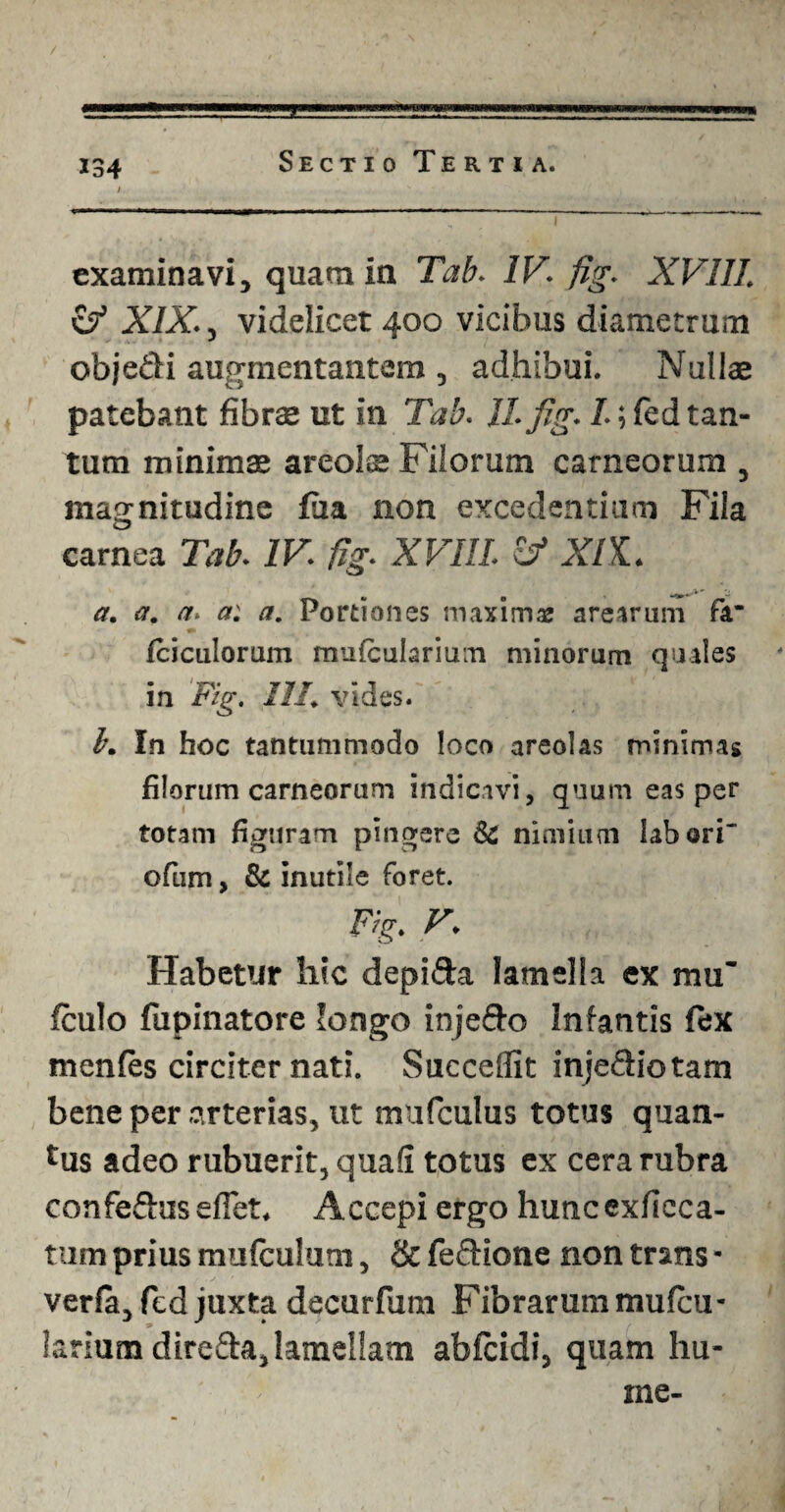 i examinavi, quam in Tab. IV. fig. XV 111. £? XIX., videlicet 400 vicibus diametrum objedi augmentantem , adhibui. Nullae patebant fibrae ut in Tab. II. fig. I.; fed tan¬ tum minimae areols Filorum carneorum , magnitudine faa non excedentium Fila carnea Tab. IV. fig. XVIII. & XI'i. a. a. a. a: a. Portiones maxima: arearum fa* fciculorum mulculariu.n minorum quales in Fig. III. vides. b. In hoc tantummodo loco areolas minimas filorum carneorum indicavi, quum eas per totam figuram pingere Sc nimium labori' ofium, & inutile foret. Fig. V. Habetur hic depida lamella ex mu' fculo fupinatore longo injedo Infantis fex menfes circiter nati. Succedit injediotam bene per arterias, ut mufculus totus quan¬ tus adeo rubuerit, quafi totus ex cera rubra confedus edet. Accepi ergo hunc exficca- tum prius mufculum, & fedione non trans • verfa, fcd juxta decurfura Fibrarum mufeu- larium direda, lamellam abfeidi, quam hu¬ me-