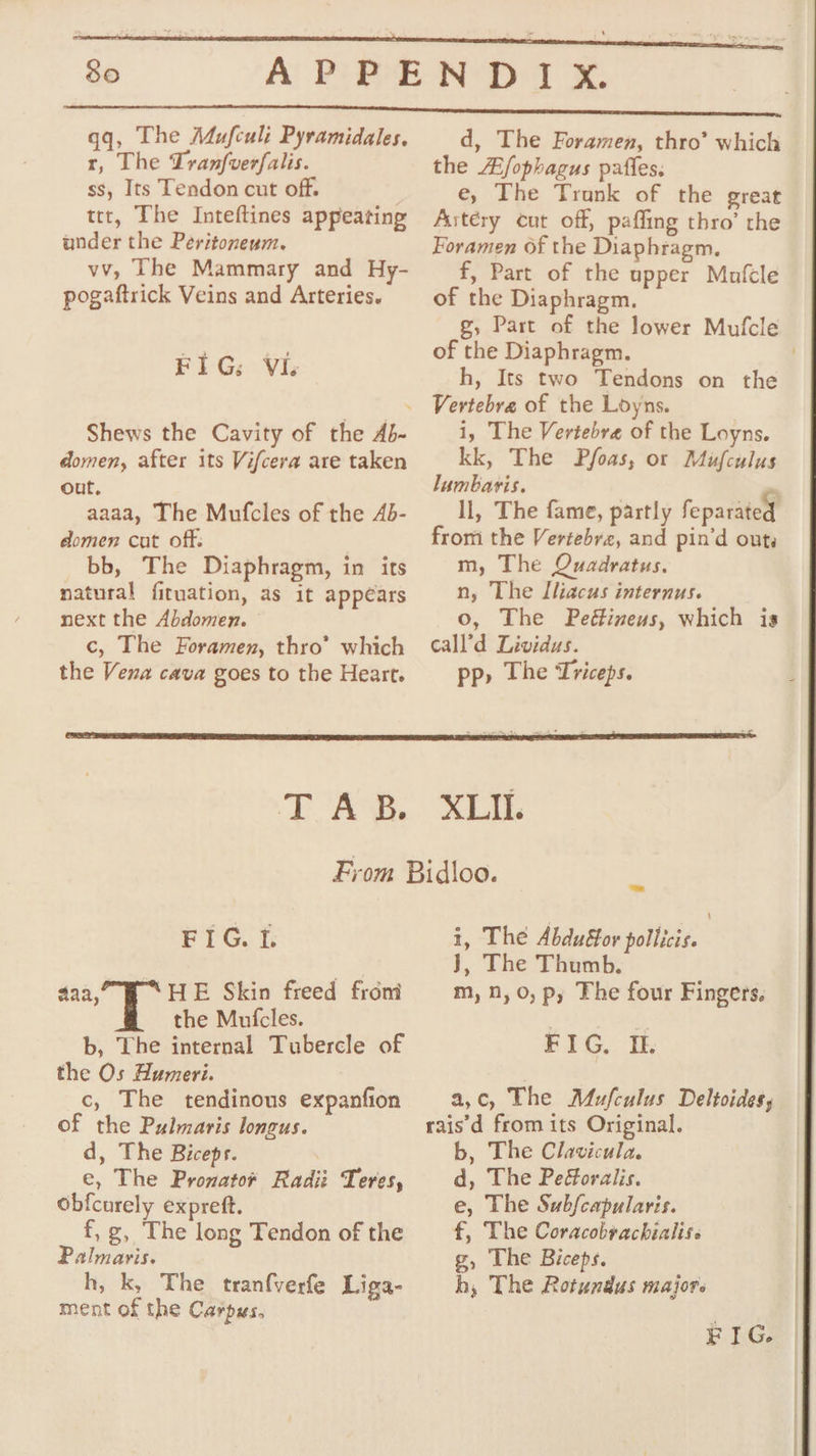Yo) qq, The Mufculi Pyramidales. r, The Tranfverfalis. ss, Its Tendon cut off. ttt, The Inteftines appearing under the Peritoneum. vv, The Mammary and Hy- pogaftrick Veins and Arteries. E ; G; Vie d, The Foramen, thro’ which the L/fophagus paffes. e, The Trunk of the great Axtéry cut off, paffing thro’ the Foramen of the Diaphragm, f, Part of the upper Mafcle of the Diaphragm. g, Part of the lower Mufcle of the Diaphragm. h, Its two Tendons on the Shews the Cavity of the Ab- domen, after its Vifcera are taken out. aaaa, The Mufcles of the 4b- domen cut off. | bb, The Diaphragm, in its natural firuation, as it appears next the Abdomen. c, The Foramen, thro’ which the Vena cava goes to the Heart. i, The Vertebre of the Loyns. kk, The Pfoas, or Miufculus lumbavis. . ll, The fame, partly feparated from the Vertebrz, and pin’d outs m, The Quadratus. n, The Lliacus internus. o, The Peétineus, which is call’d Lividus. pp» The Triceps. LAB XLIl. FIG. L HE Skin freed froni the Muicles. b, The internal Tubercle of the Os Humeri. c, The tendinous expanfion of the Pulmaris longus. d, The Bicepr. | e, The Provator Radi: Teres, obfcurely expreft. f, g, The long Tendon of the Palmavris. h, k, The tranfverfe Liga- ment of the Carpus. daa, i, The Abduéfor pollicis. J, The Thumb. m, 0,0, p, The four Fingers. FIG. IL a,c, The Mufculus Deltoides, rais’d from its Original. b, The Clavicula. d, The Peforalis. e, The Subfcapularis. f, The Coracobrachialis. g, The Biceps. h, The Rotundas major.